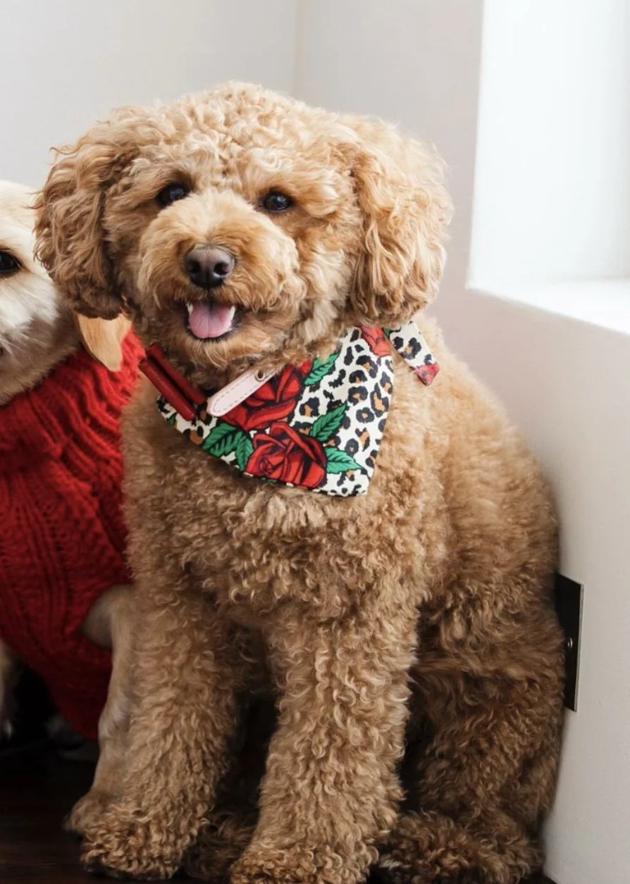 A fluffy, curly-haired, tan-colored cavoodle dog wearing a colorful bandana with a red rose and leopard print pattern.