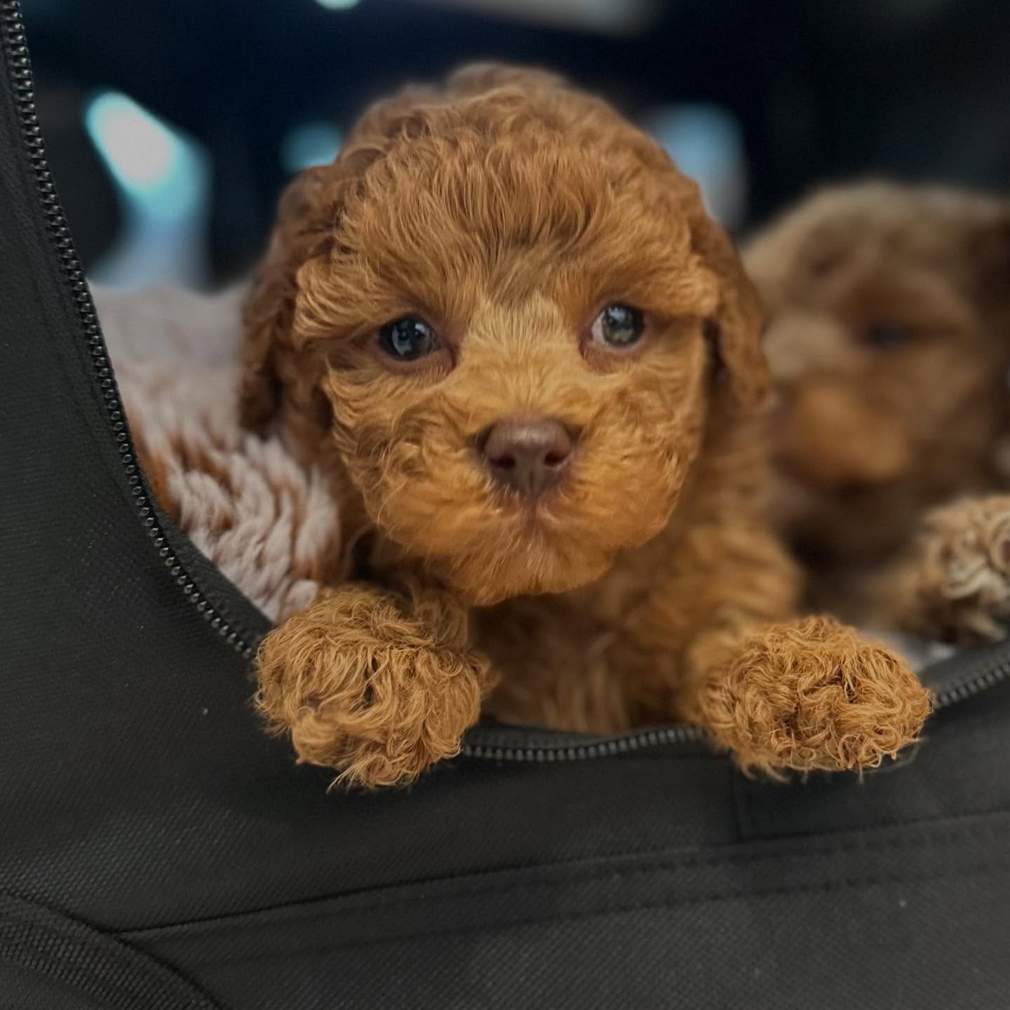 Just over 6 weeks old and off to the vet- health checks, vaccinations and microchips today 🐶🥰