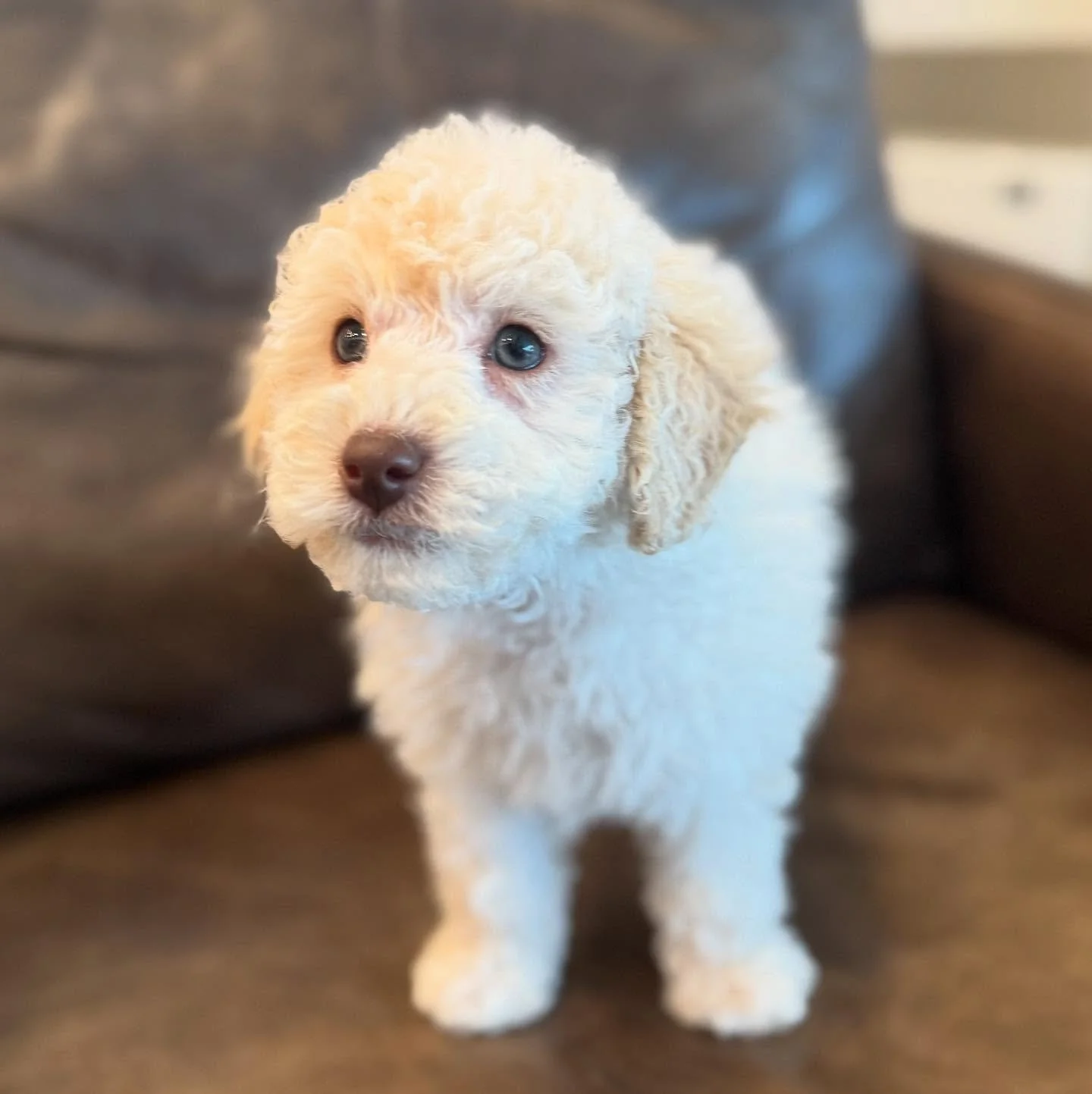 Cheese 🧀  this little guy is looking for his new family #7weeksold  #toycavoodle