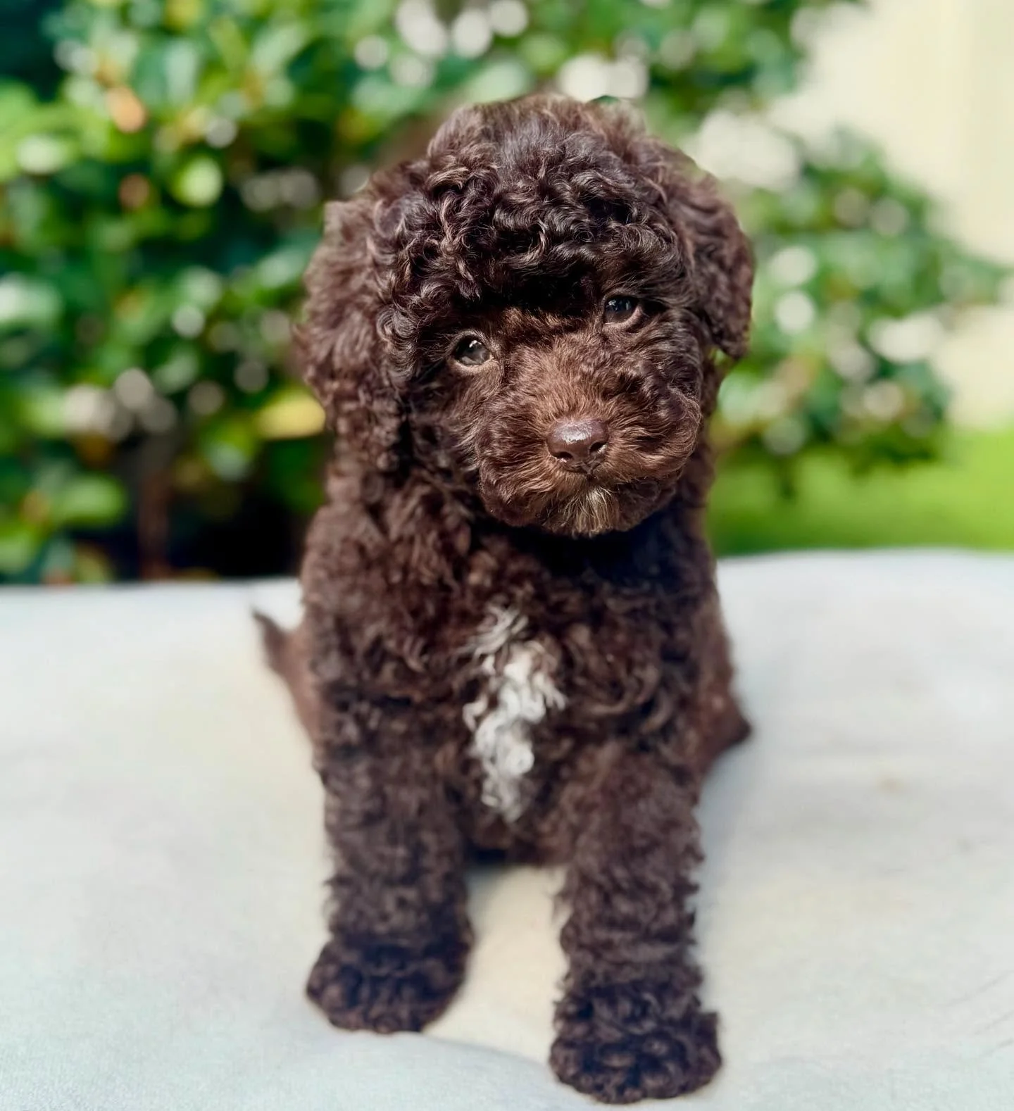 This is Frankie she leaves us this weekend and she is a darling #toycavoodle #chocolatecavoodle #cavoodlepuppy #cavoodlessydney #rightpawverified #rightpaw