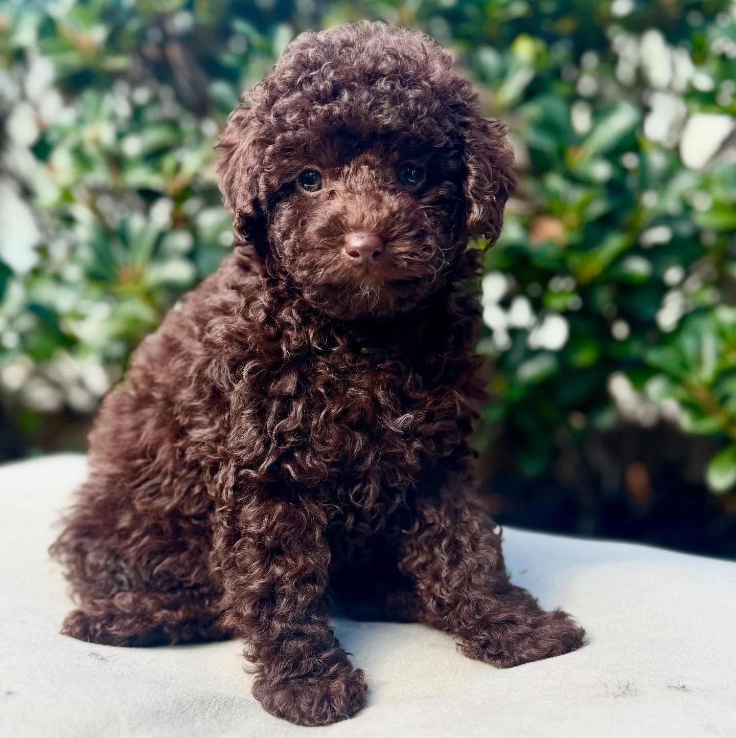 Little Evie flies to far North Queensland in a few days to her beautiful family who have another one of our beautiful Pups. Can’t wait for them to pick her up from the airport 💖💖 #toycavoodle #aeropets #cavoodle #chocolatecavoodle