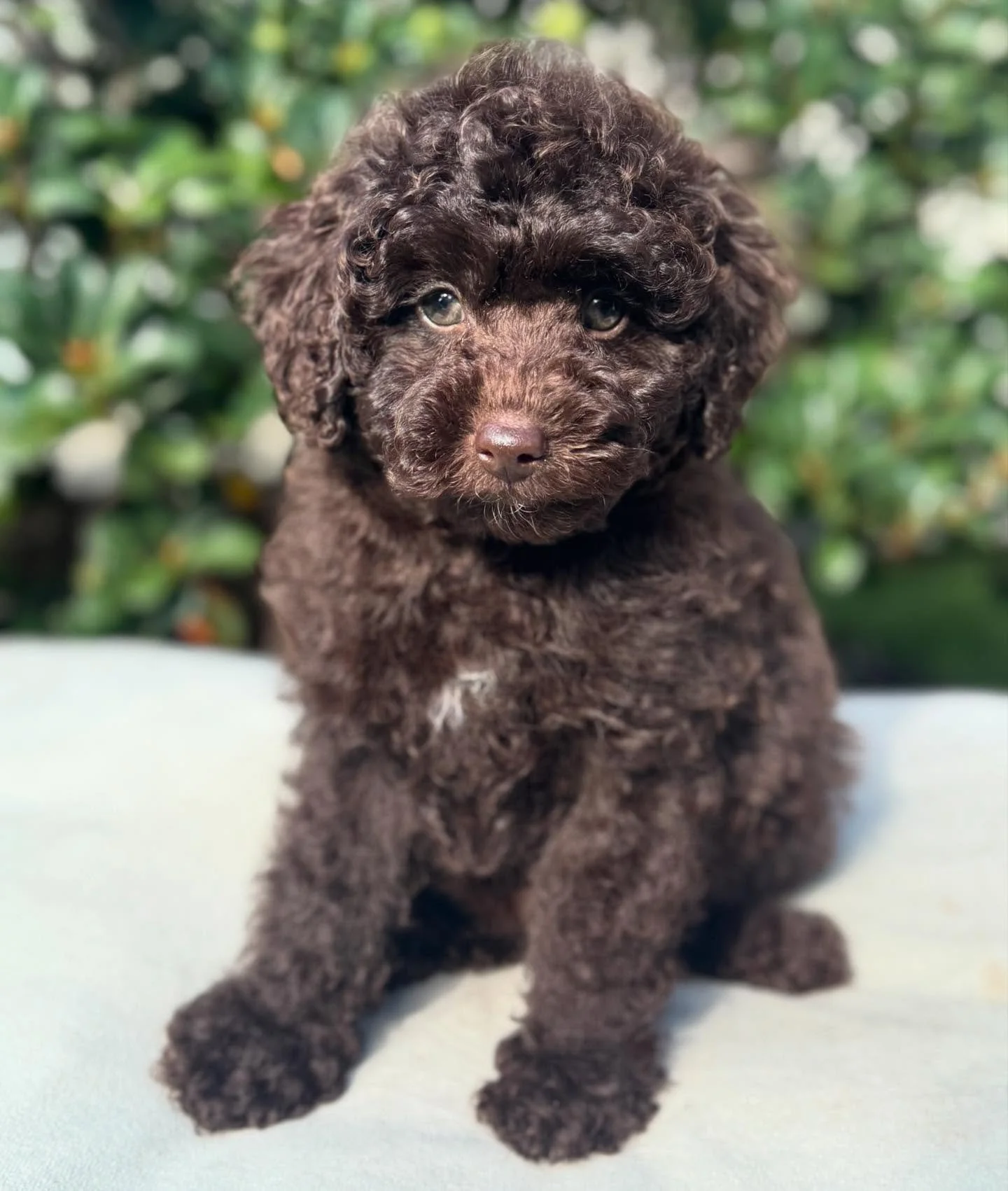 Beautiful Milo leaves us for his forever family this weekend. Such a little dude. We are going to miss him 💙 #toycavoodle #minicavoodle #toycavoodlessydney #rightpawverified #rightpawbreeder