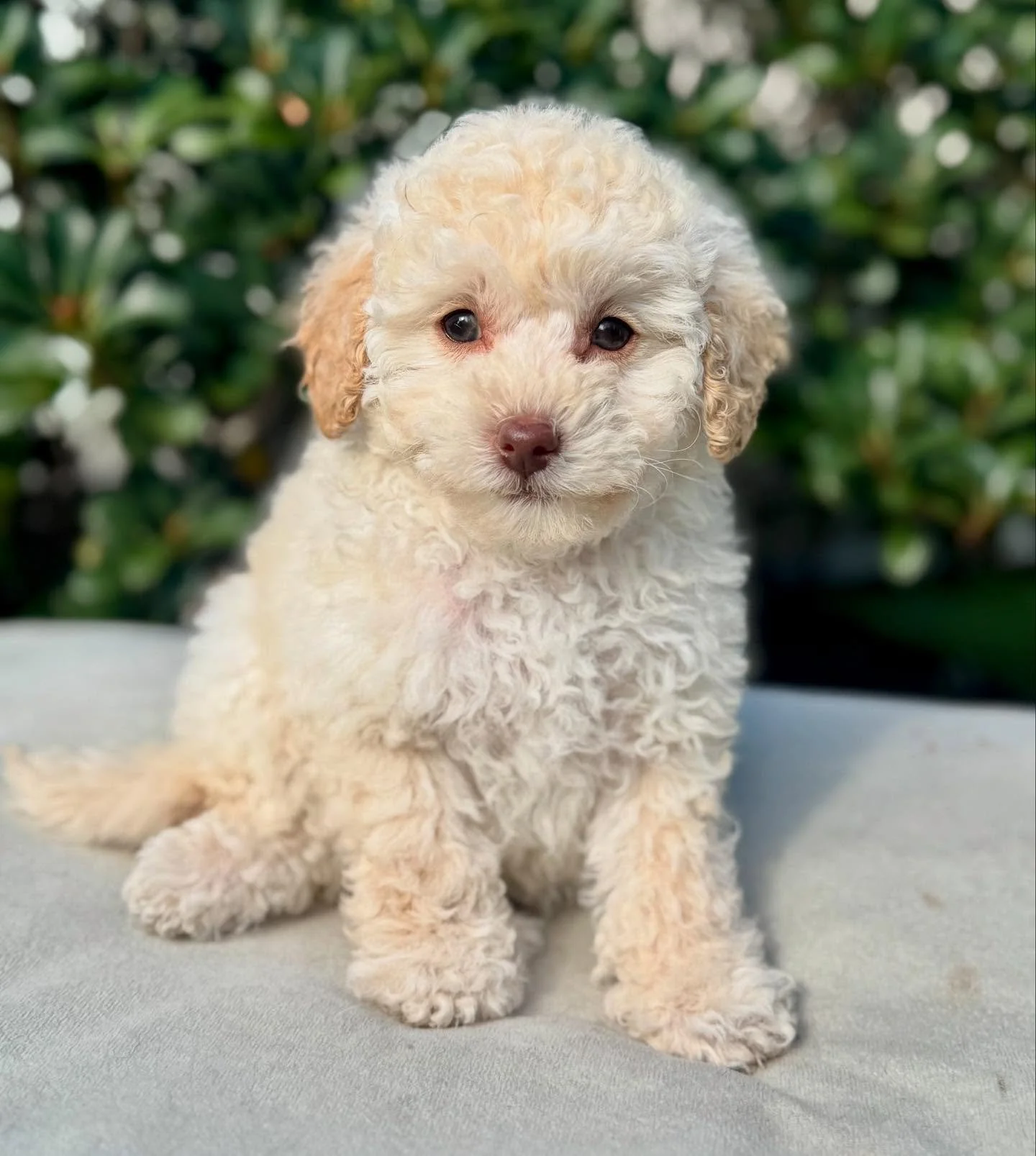 Biscuit is now Poppy and she is leaving us this weekend. Her forever family has another fur baby to keep her company. 💖 will miss this little lap lady #whitechocolatecavoodle #toycavoodle #cavoodlepuppy #westhighlandcavoodle