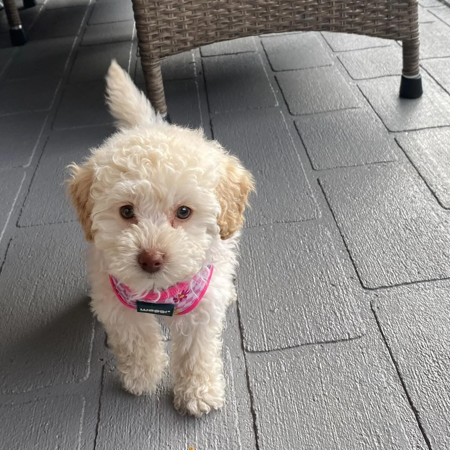 Poppy is sporting her new pink harness at 9 weeks old 💖💖
