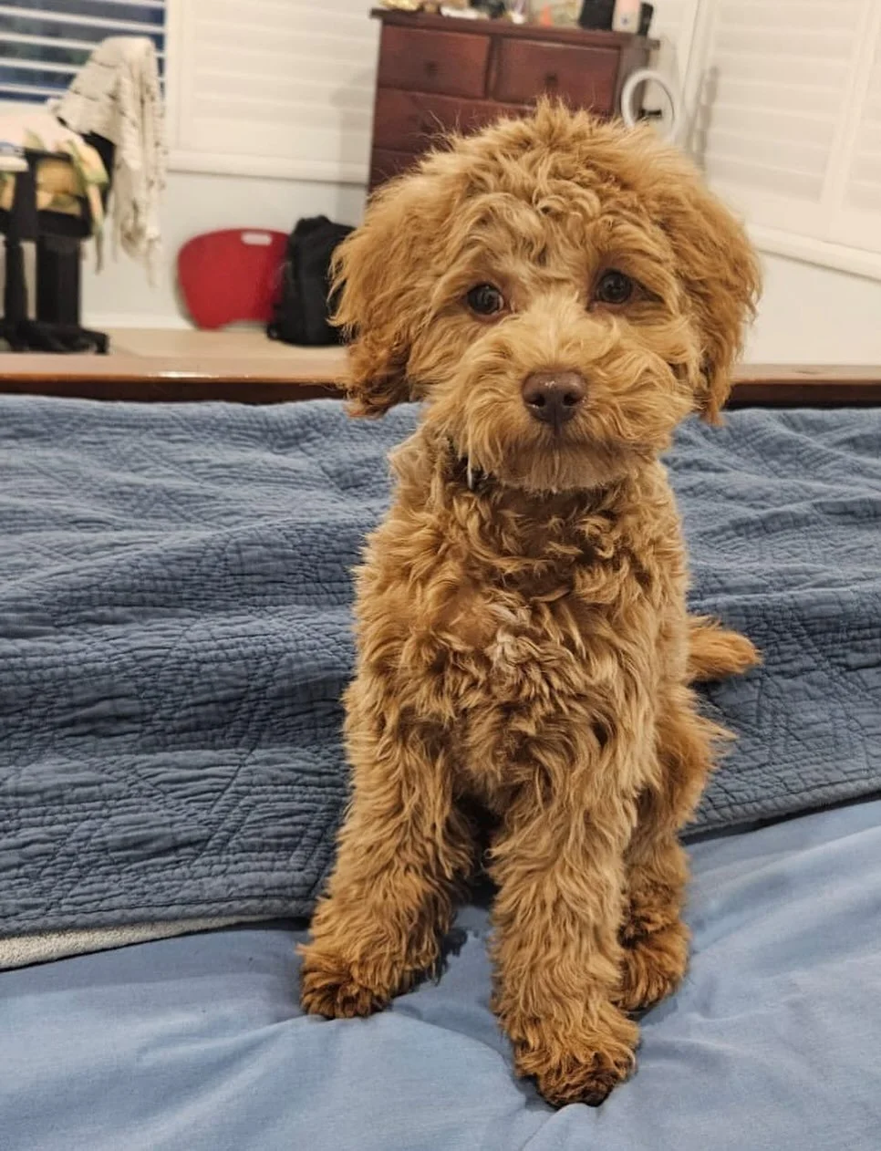 Neel is one of Bertie’s last litter. Beautiful liver nose red boy who has settled in beautifully with his family ❤️