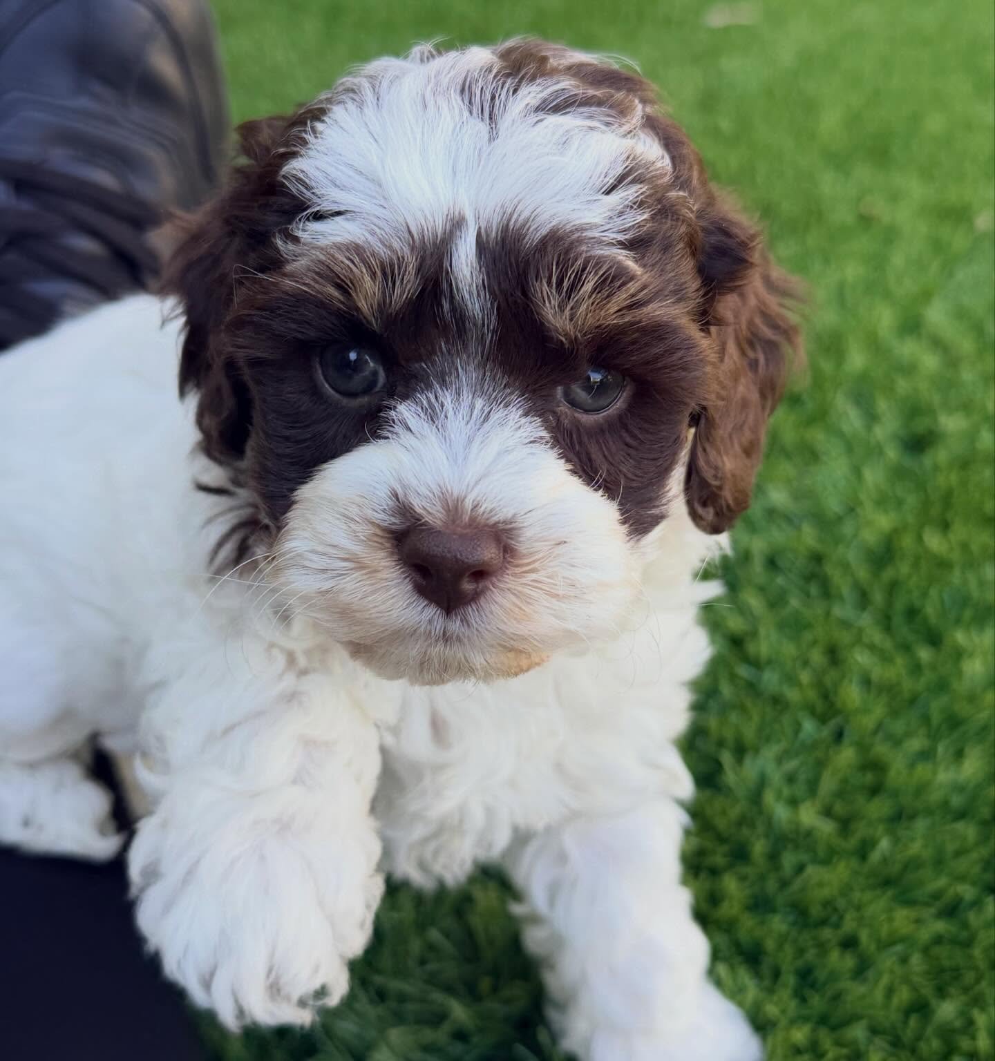 Chocolate parti &ldquo;Bibi&rdquo; only 6 weeks old 💖