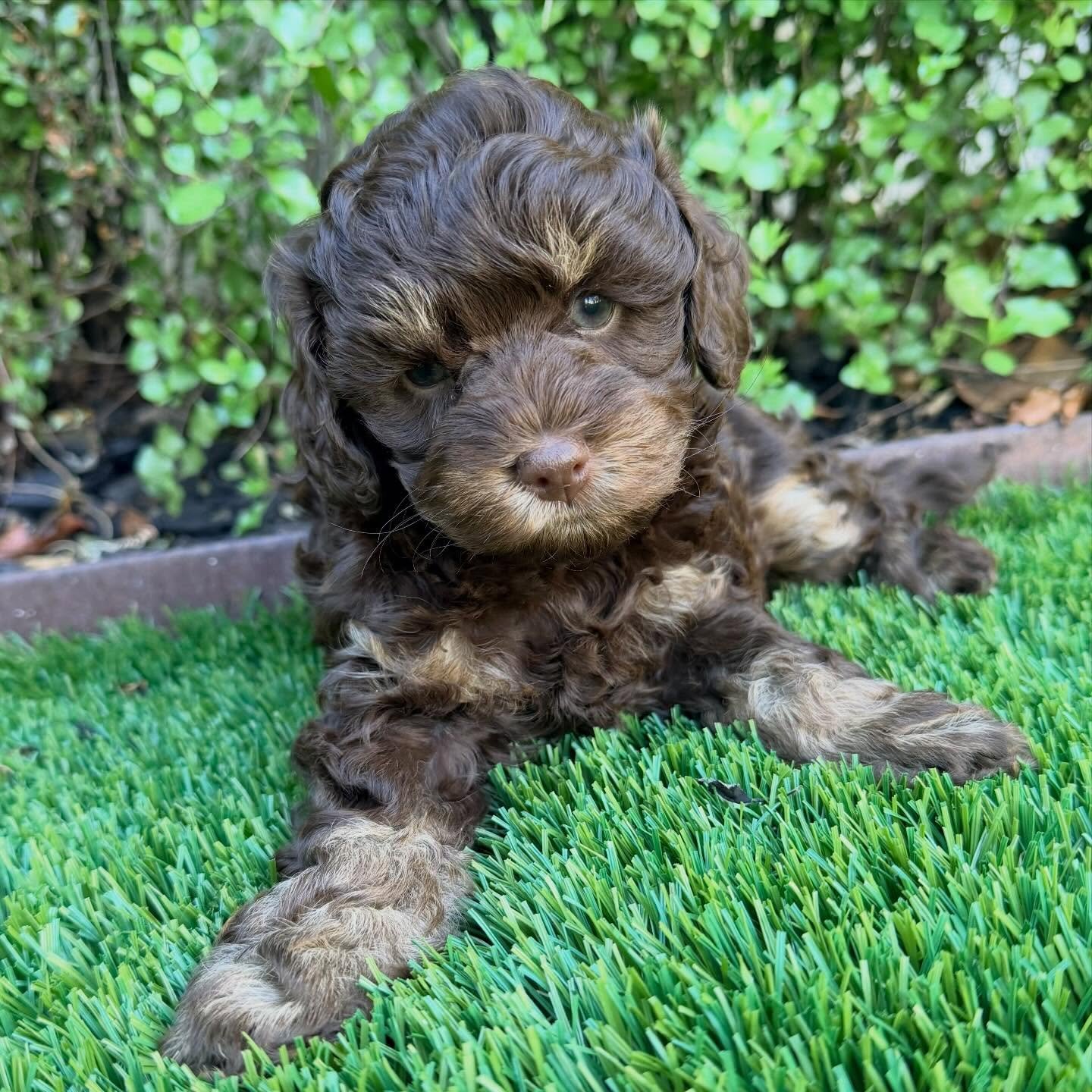 Tilly is off to her new home in 2 weeks 💖💖 #phantomcavoodle #toycavoodle