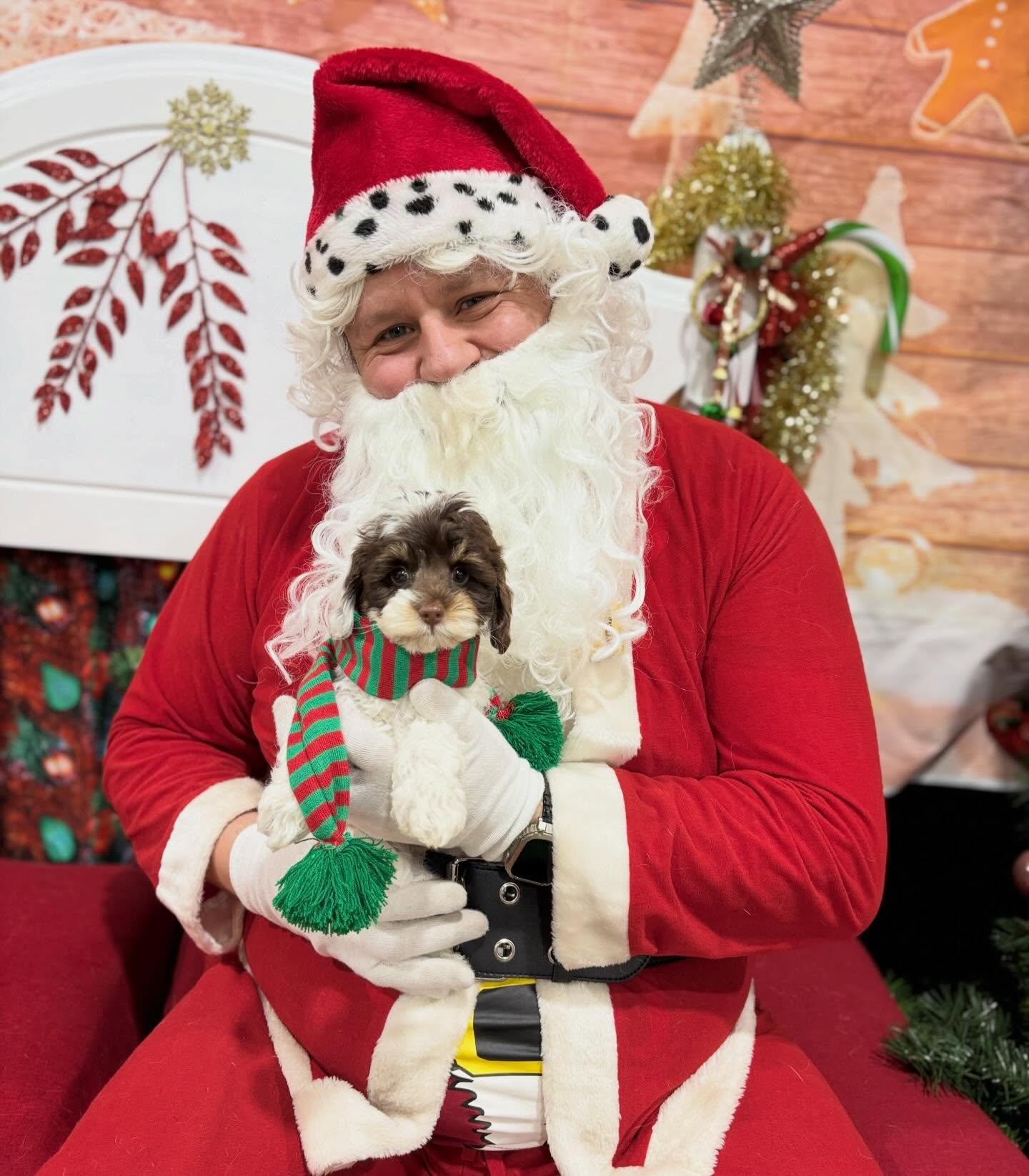 Oreo left us yesterday for her new beautiful family in Adelaide and a photo shoot with Santa on the same day. 
We will miss her dearly but she&rsquo;s living her best life already 🎄🥰🐶 
#westhighlandcavoodles #toycavoodle ##chocolateparticavoodle #