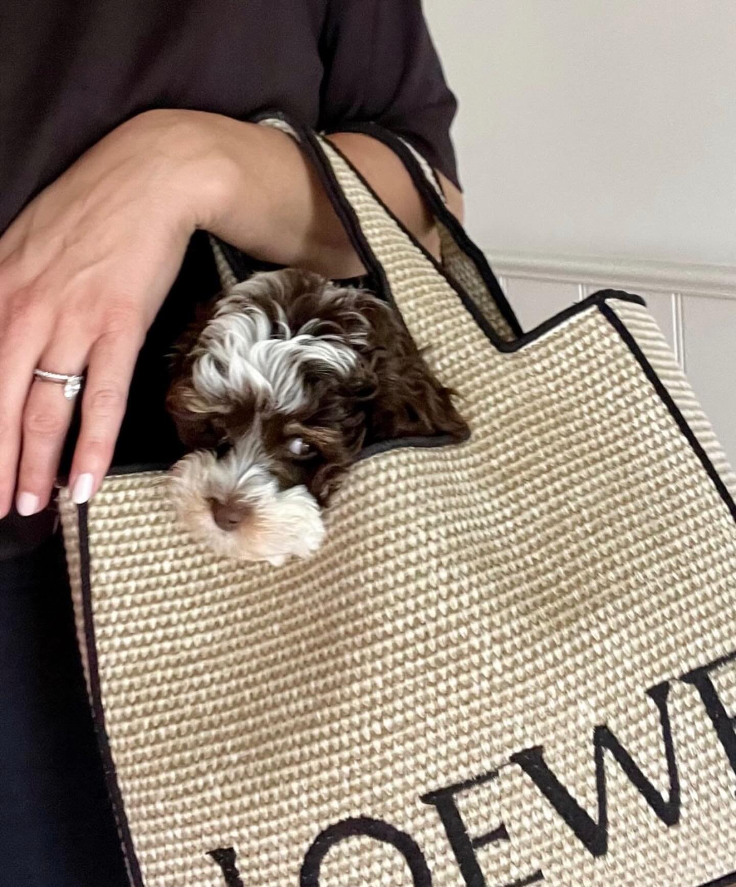 Seriously the best Christmas accessory we have seen. Beautiful Bibi in her Mum&rsquo;s designer tote 💖🐶🧸 #toycavoodle #loewe #westhighlandcavoodles @sachadeboer