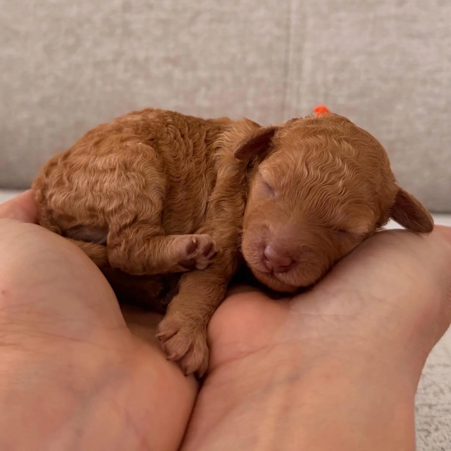 MUFFIN 💖 NOW RESERVED 💖
What a lucky little baby - she has been chosen by the most beautiful family ❤️🥰