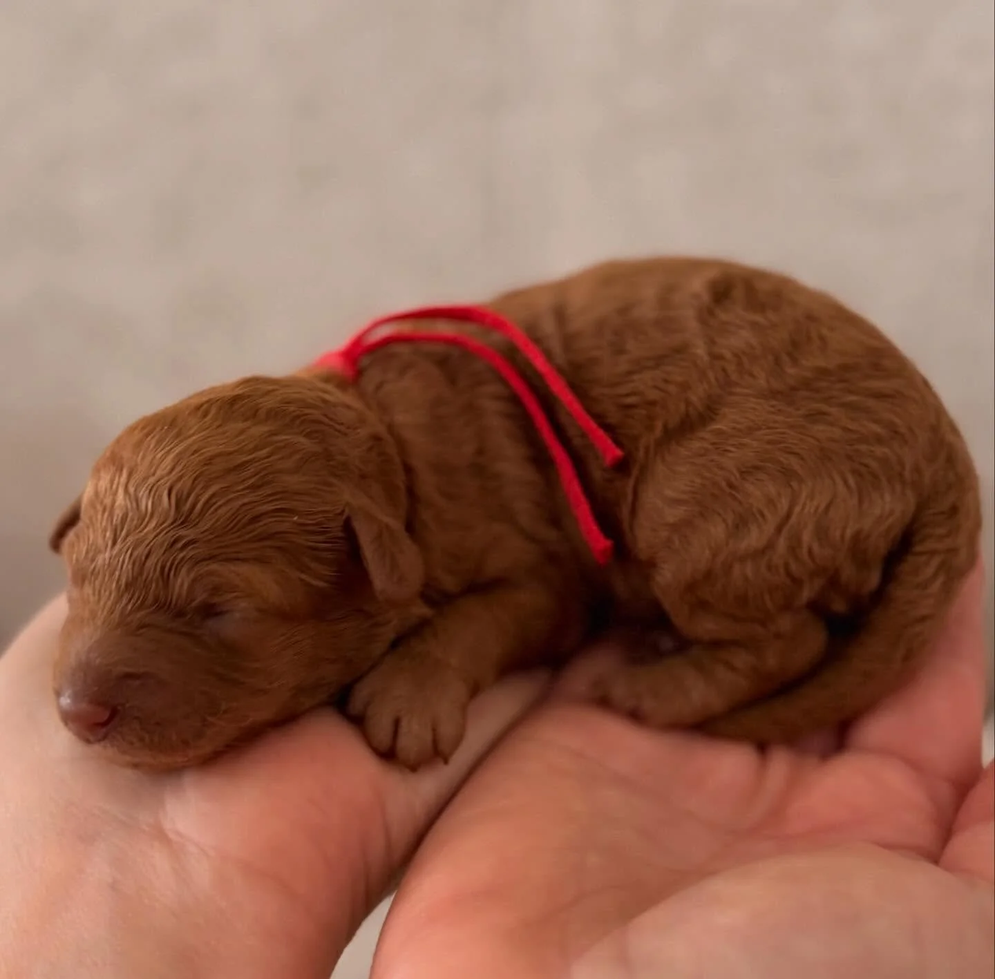 💖Freckles💖 NOW RESERVED 
this little darling is going to be a special birthday present. We can&rsquo;t wait to meet her new family 

#toycavoodlesofsydney #minicavoodles #westhighlandcavoodles #puppiesofinstagram #cavoodlebreederaustralia