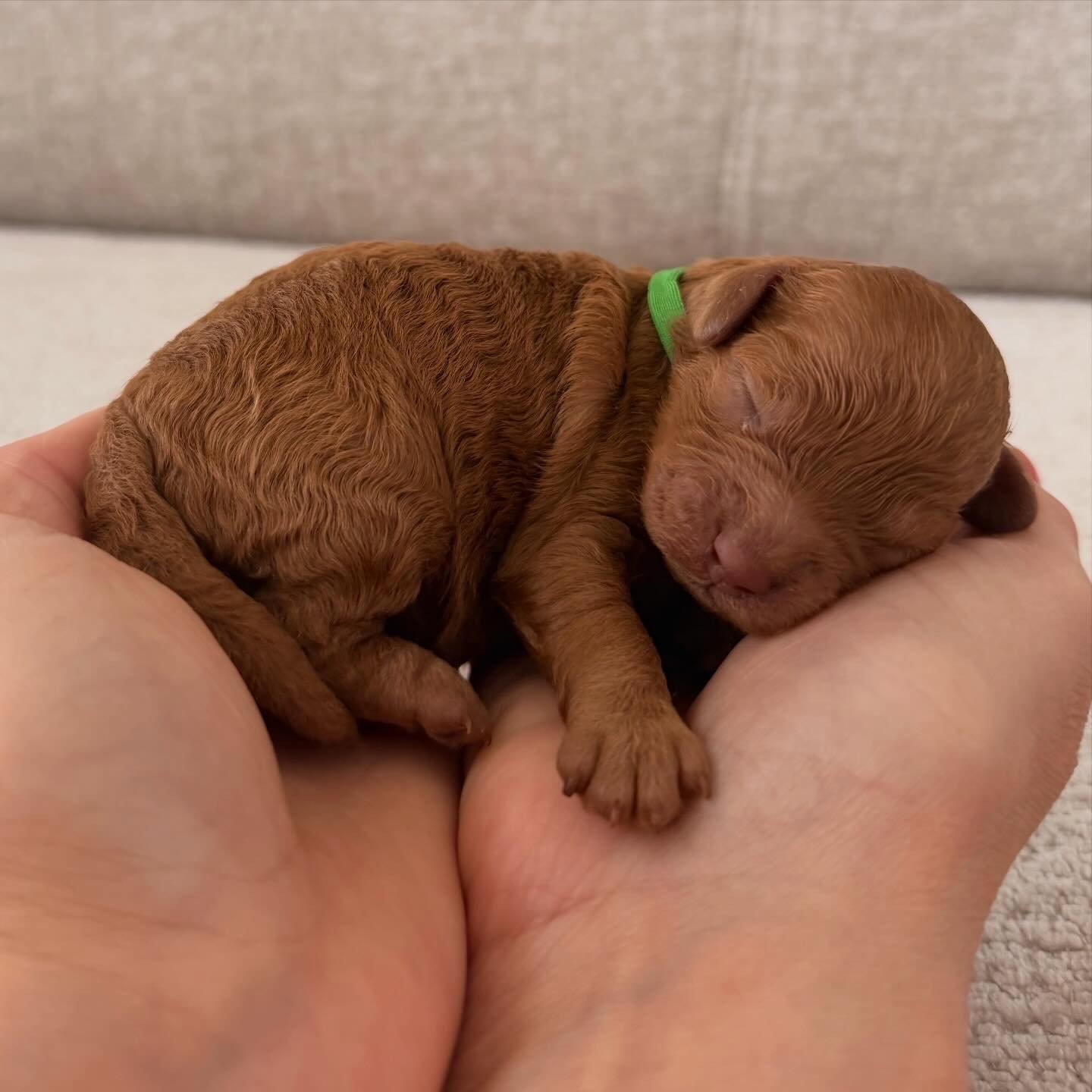 &ldquo;BURGER&rdquo; is now reserved. He will be heading down to a beautiful life and family in Wollongong 
We can&rsquo;t wait for his family to meet him 🩵