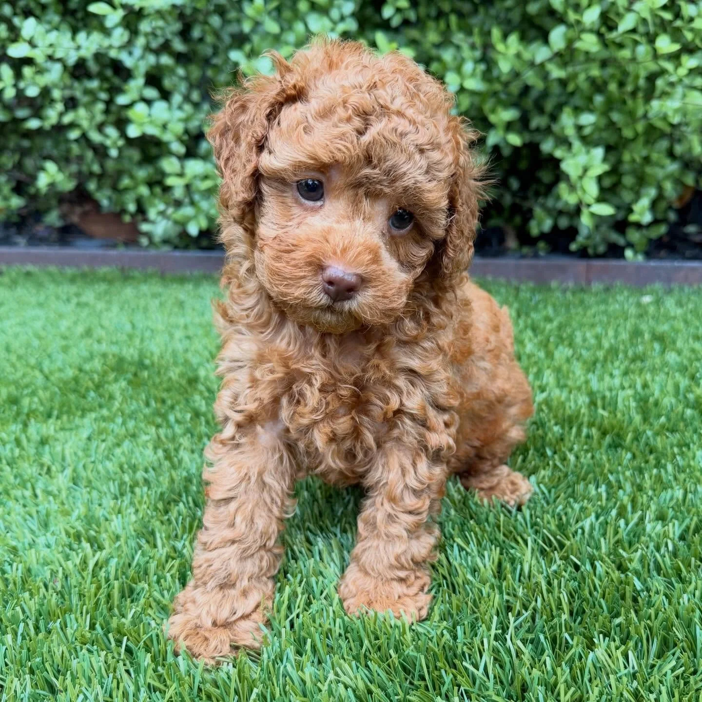 Growing cuter by the day #6weeksold #puppiesofinstagram #westhighlandcavoodles #toycavoodlesofsydney
