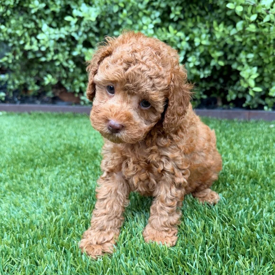 SUGAR 💖 7 weeks 💖 Through no fault of her own this little lady isn&rsquo;t going to her new home as planned on Sunday when she turns 8 weeks old. Send us a message to find out more about her. She is a sweetheart and loves to socialise. Such a littl