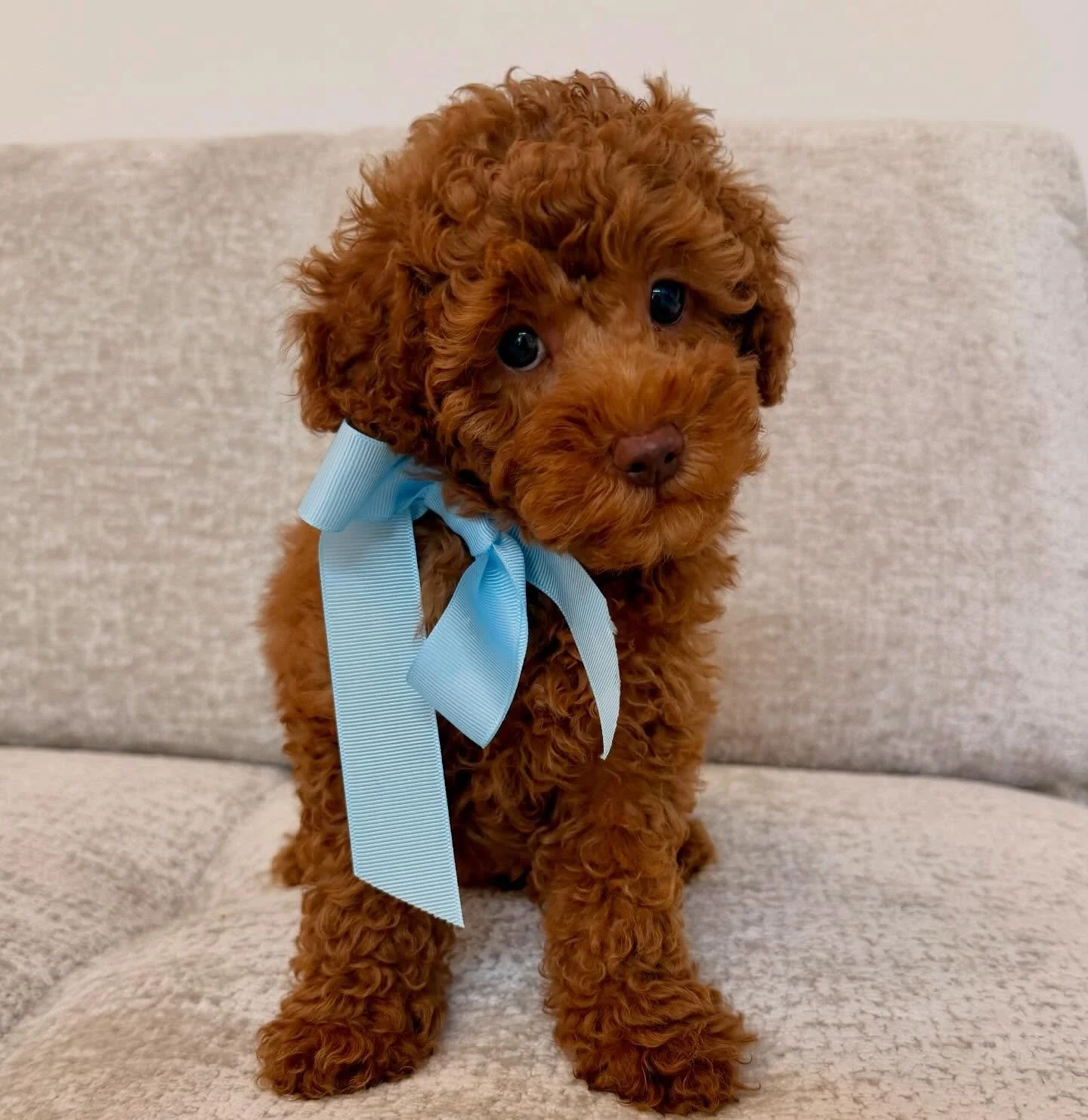 Chester&rsquo;s last morning with us. So confident and social he&rsquo;s so ready for his new home and forever family 💙 we are going to miss this little guy #westhighlandcavoodles #rubycavoodlesydney #cavoodlesofsydney