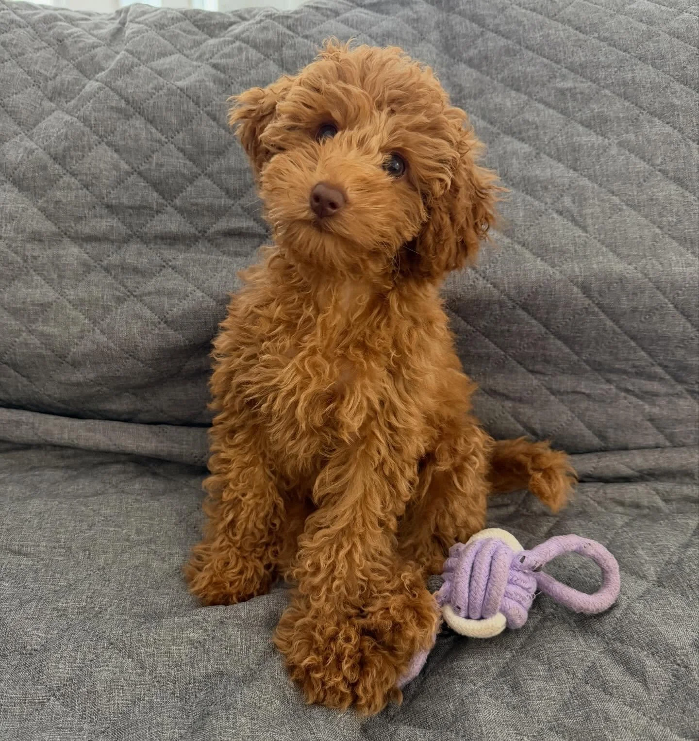 Little Edie&rsquo;s birthday present 🎁 &ldquo;Rosie&rdquo; from Daisy and Alfie has settled in beautifully &ldquo;best birthday present ever&rdquo;  this smile says it all 
Living her best life 🐶💖 thank you for the update