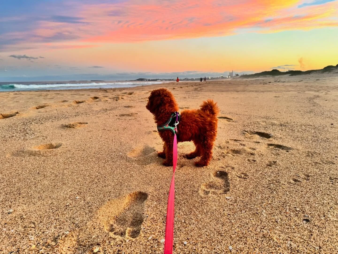 Puppy Luna&rsquo;s first day at the beach. Living her best life #cavoodlepuppy #westhighlandcavoodles #rubycavoodle #beachpuppy