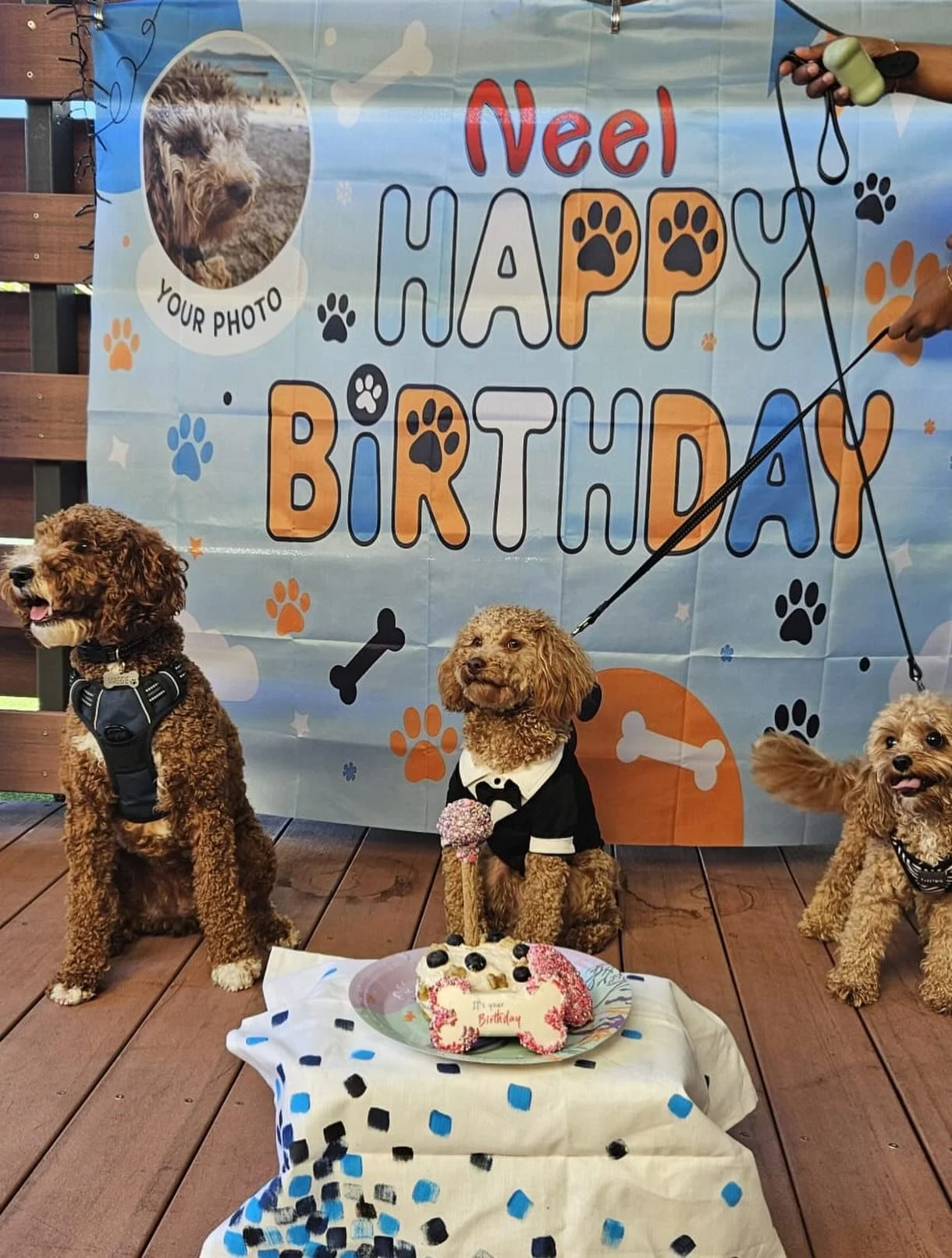 Happy birthday to Neel what a celebration he had 🥰🥳🐶💖