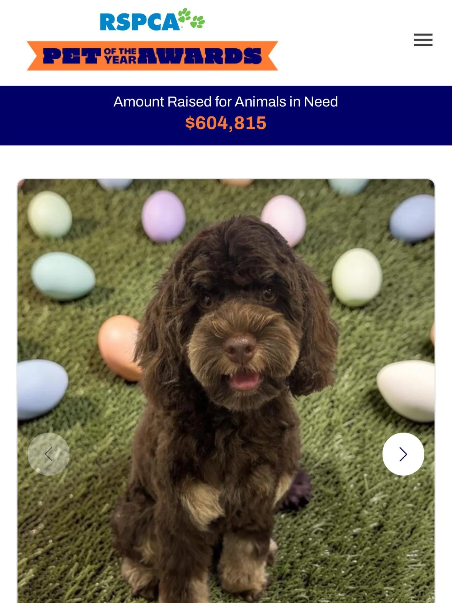 Vote for Tilly from one of our previous litters and support the RSPCA. 🥰🥰🥰🥰 #chocolatephantom #cavoodle #westhighlandcavoodles @rspcansw