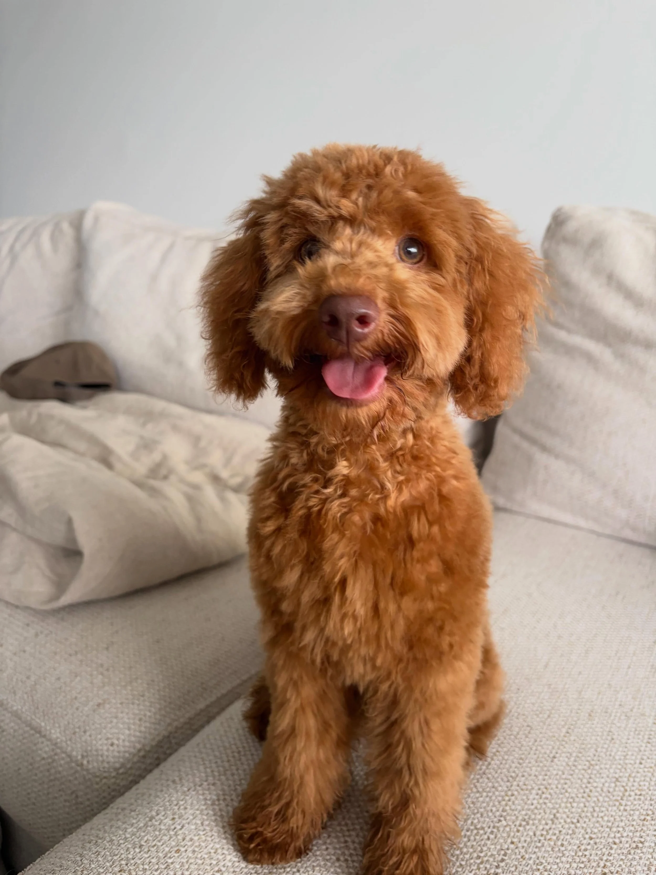 Burger 🍔 is growing up. Beautiful update photo 🐶❤️ from our last litter Daisy x Alfie #rubycavoodle #toycavoodle #westhighlandcavoodles