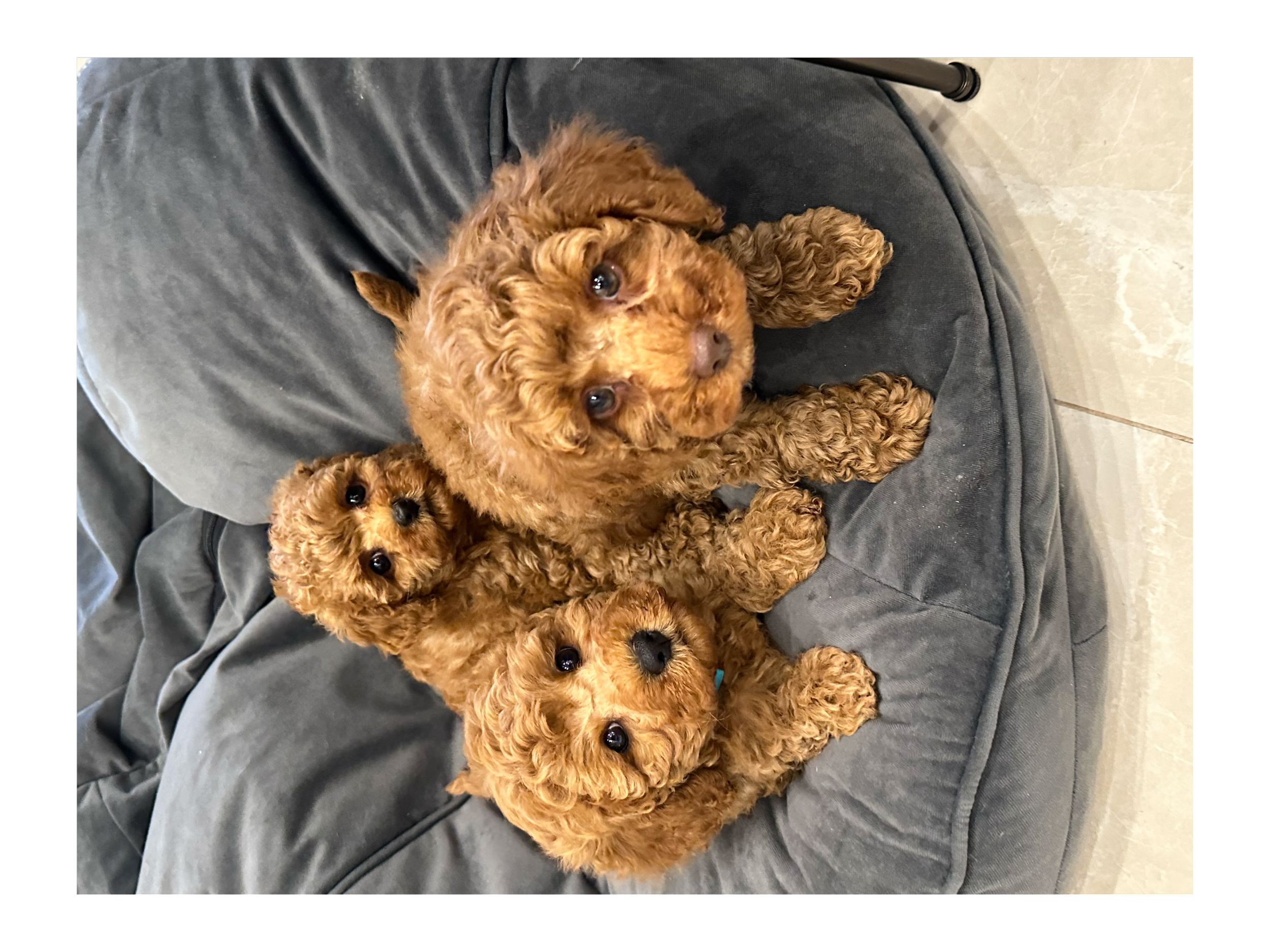 Three small, curly-haired brown toy cavoodle puppies lying on a dark gray couch, looking up at the camera.