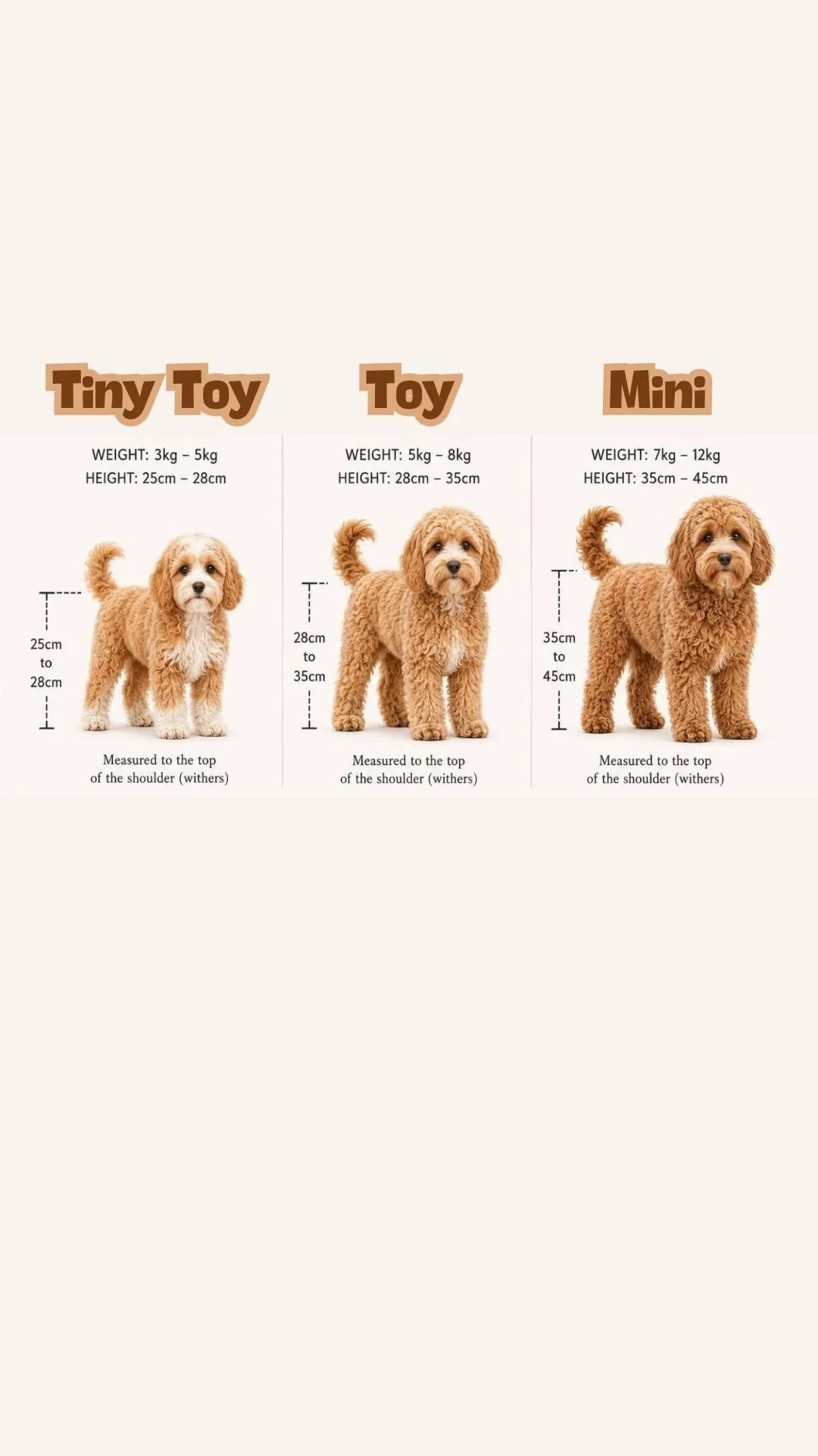 Sizes of Cavoodles