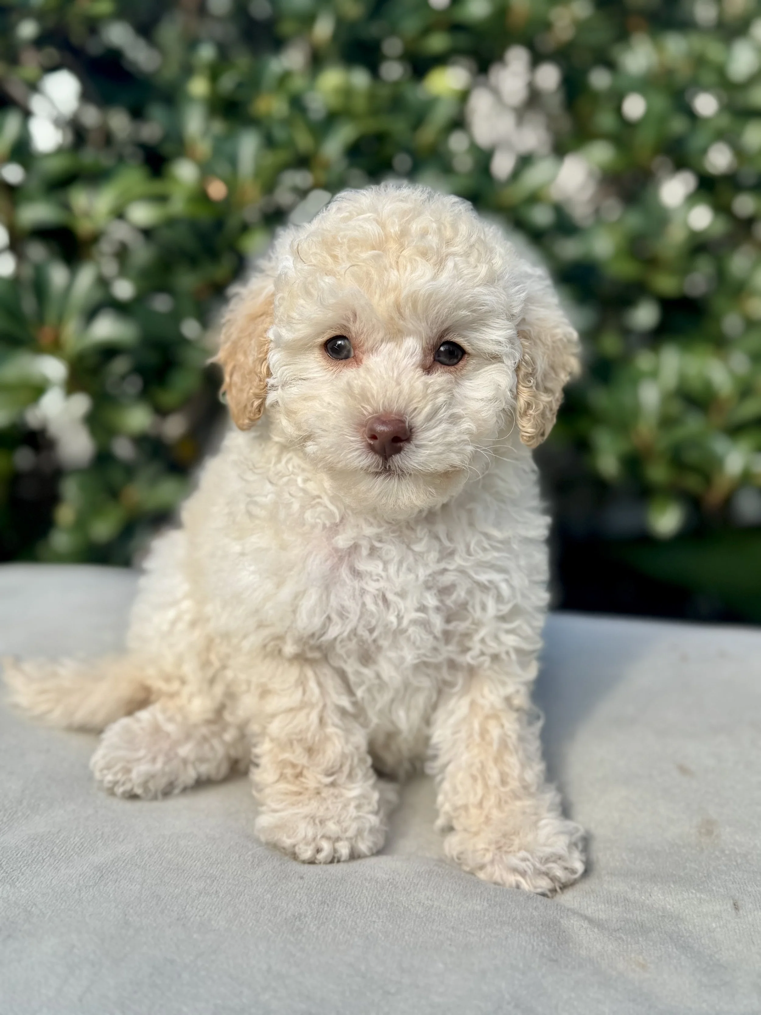 white chocolate toy cavoodle in Sydney