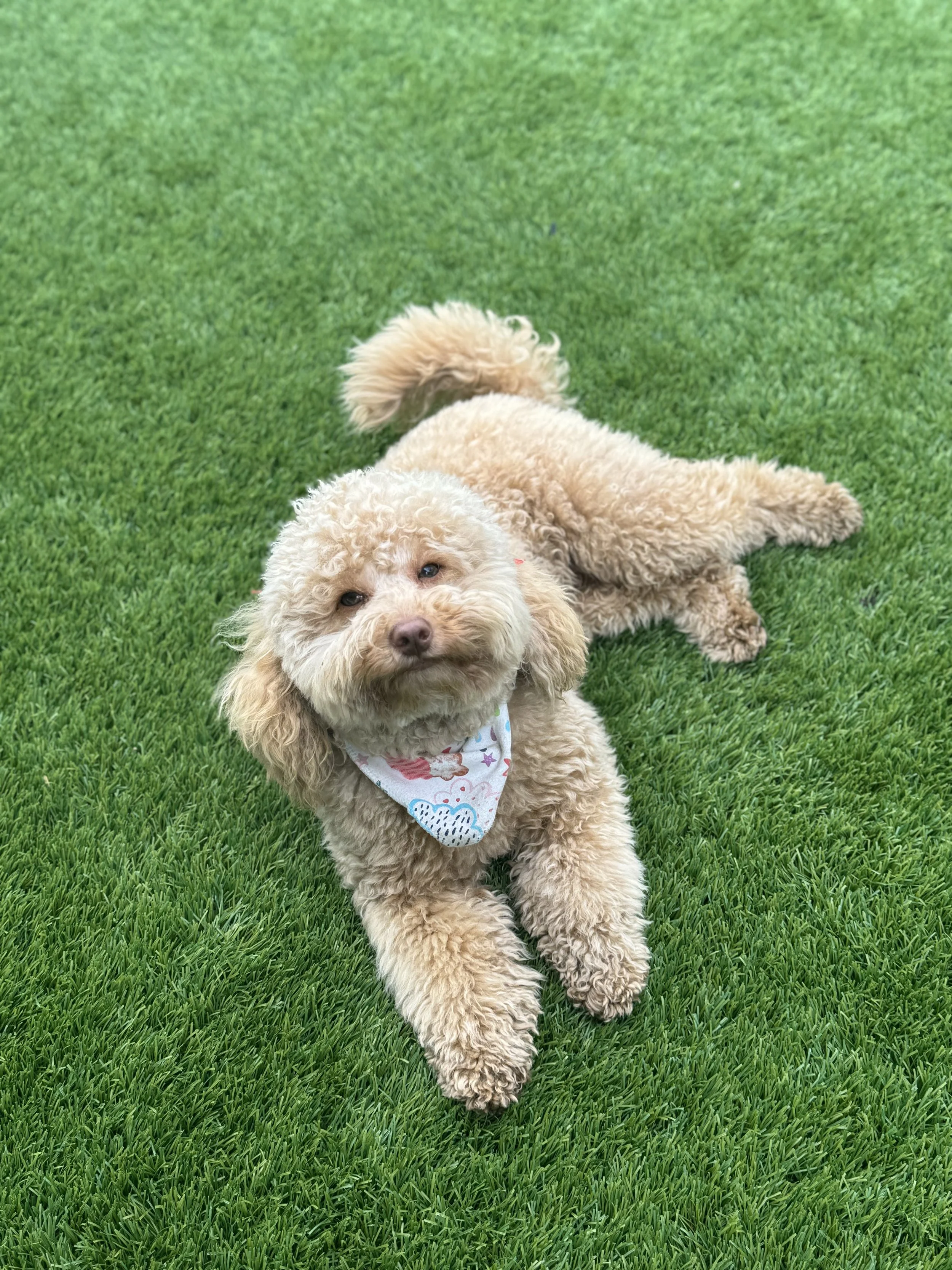 apricot toy cavoodle second generation