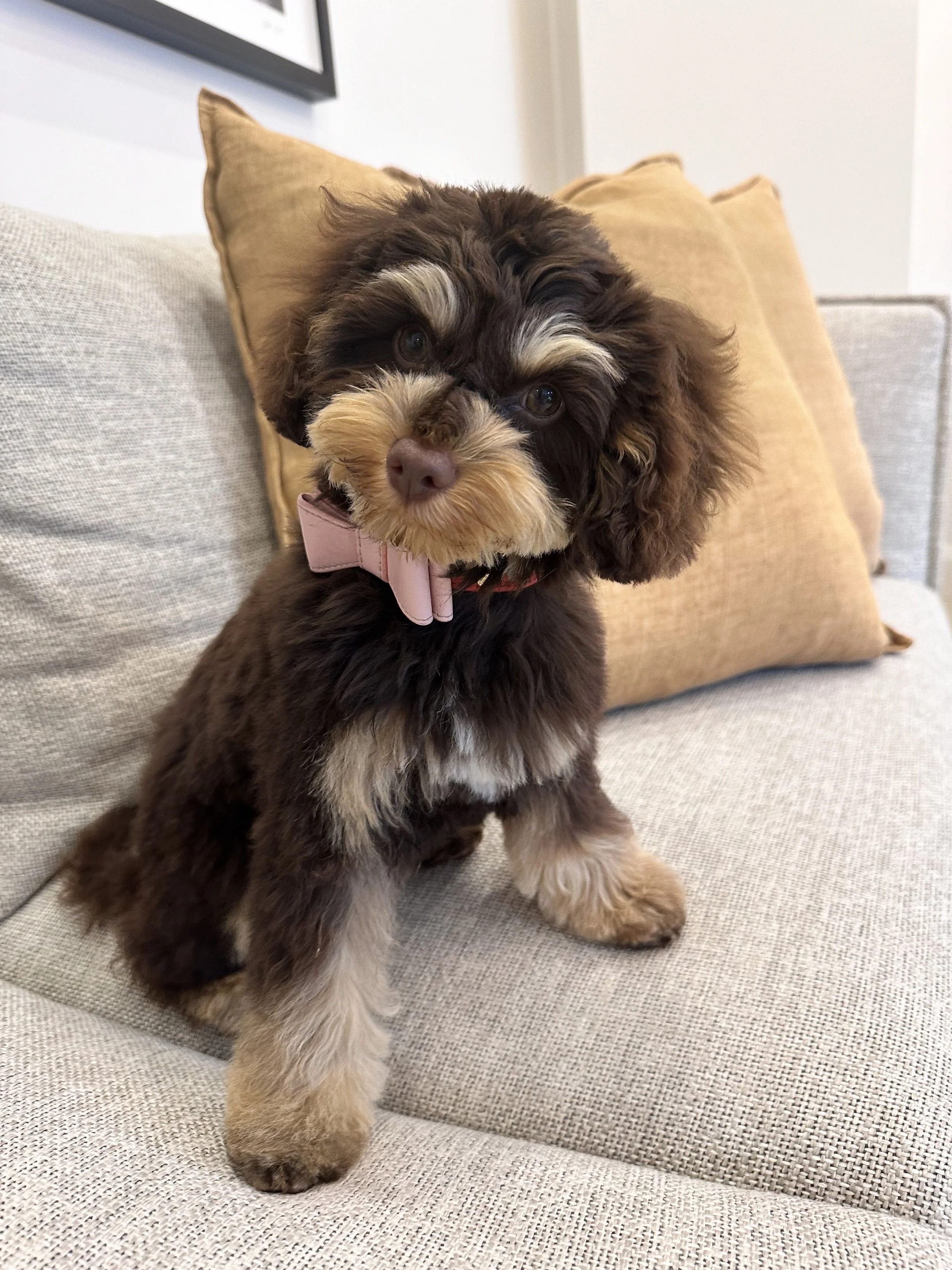 A cute brown and tan cavoodle puppy with a pink bow tie sitting on a beige couch with beige pillows.