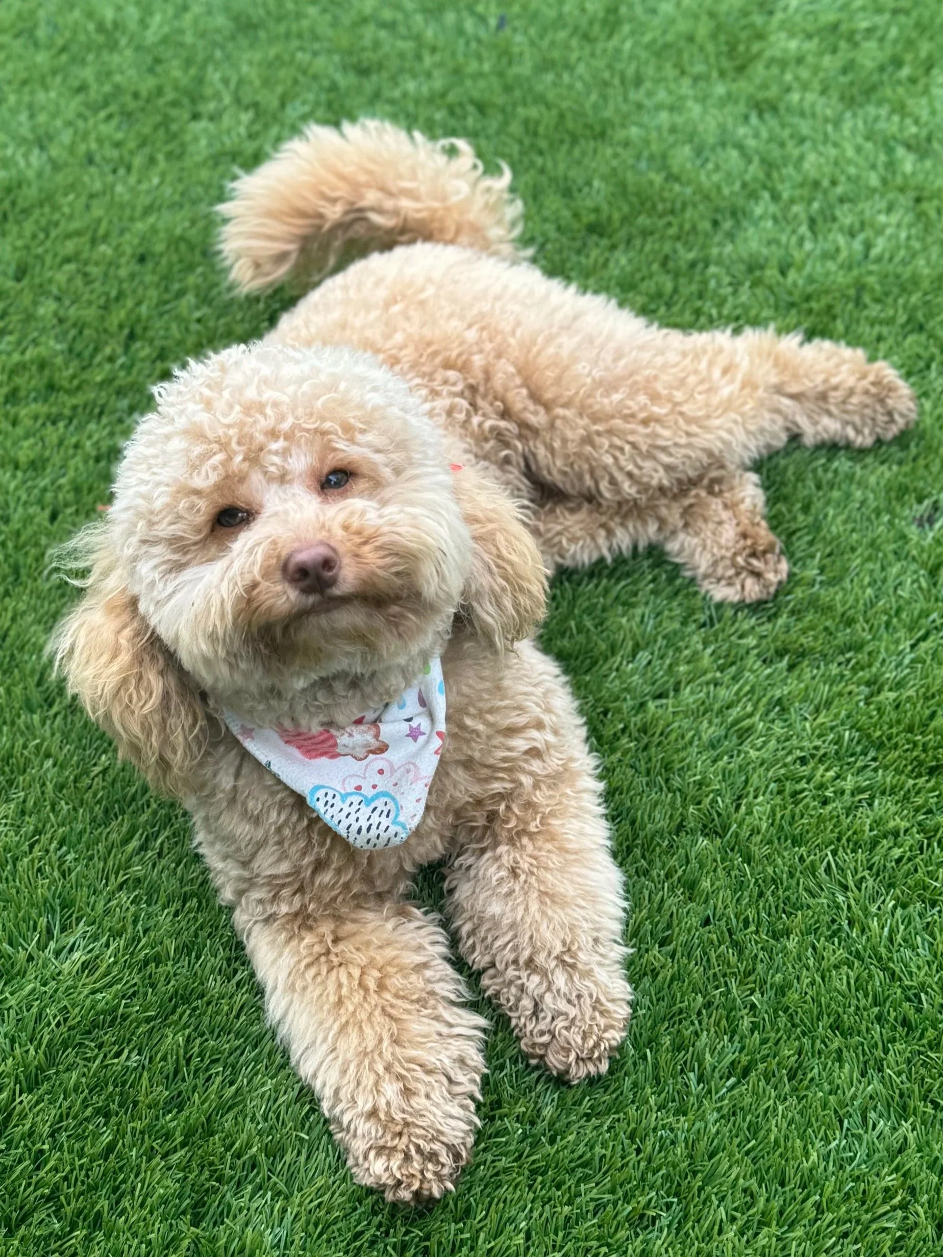apricot toy cavoodle second generation