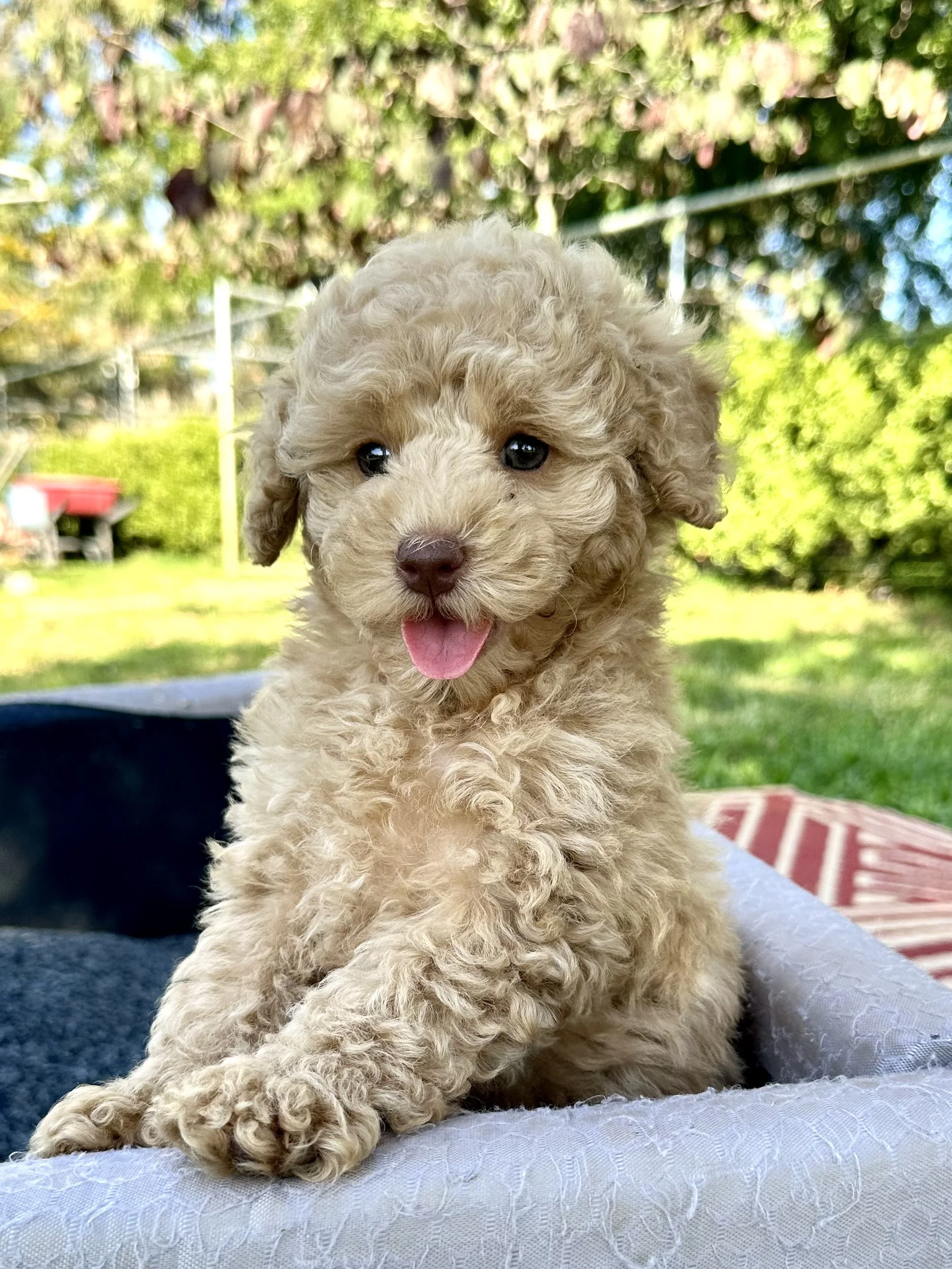 Adorable apricot toy cavoodle curly-haired puppy sitting outdoors on a white blanket, mouth slightly open, with green trees and sunny sky in the background.
