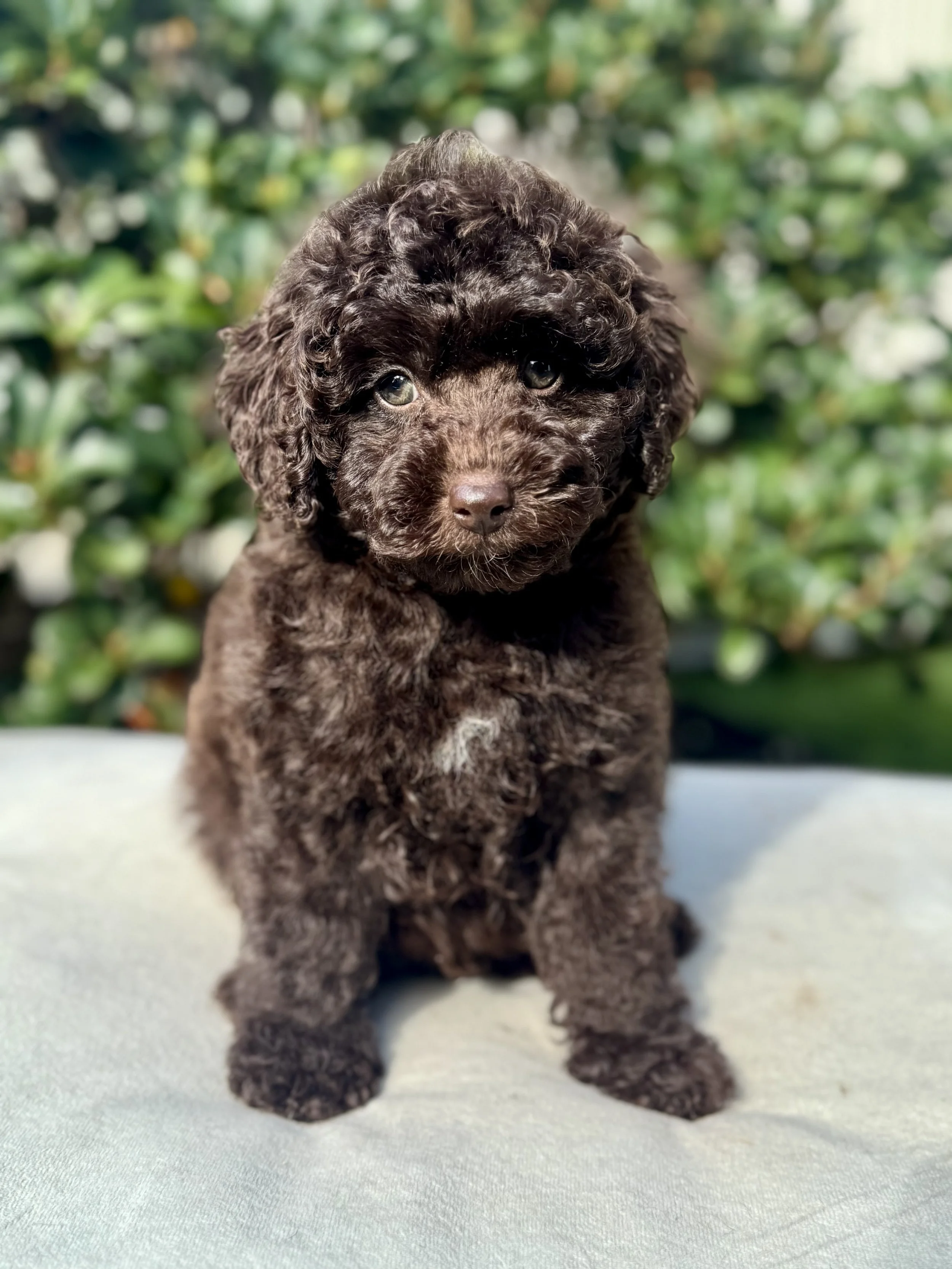 chocolate toy cavoodle puppy in Sydney