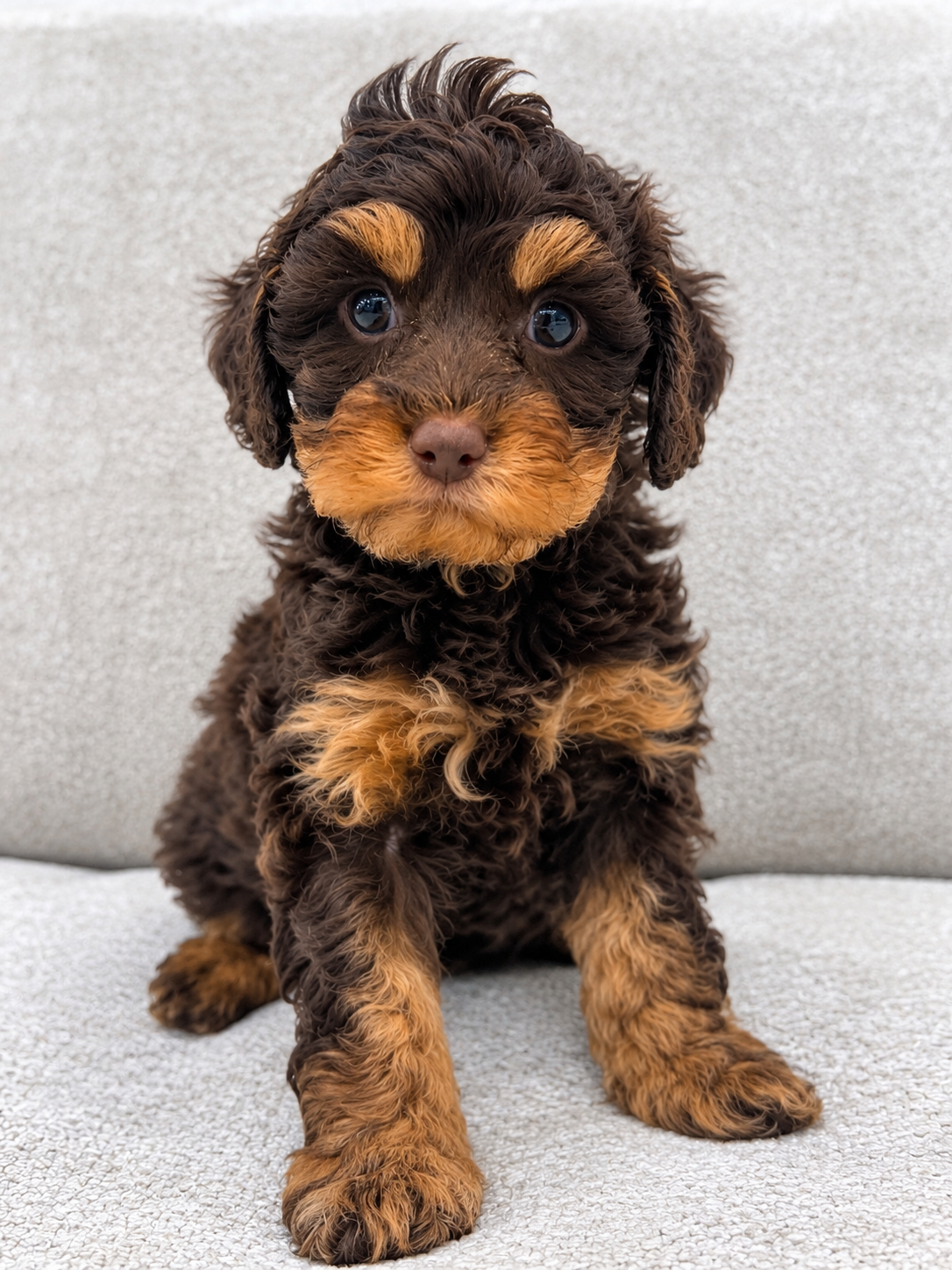 CHOCOLATE PHANTOM TOY CAVOODLE