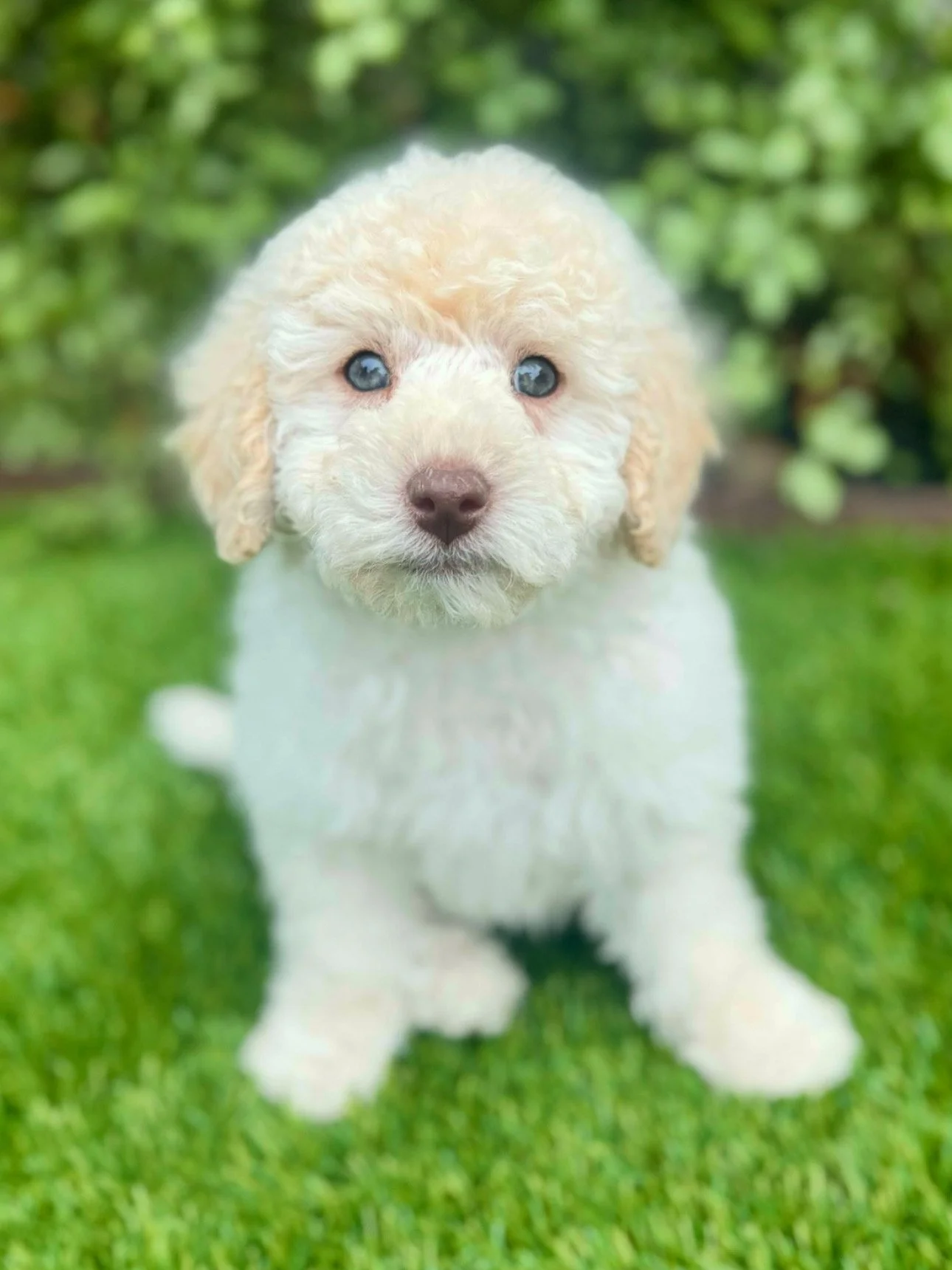 white chocolate toy cavoodle in Sydney