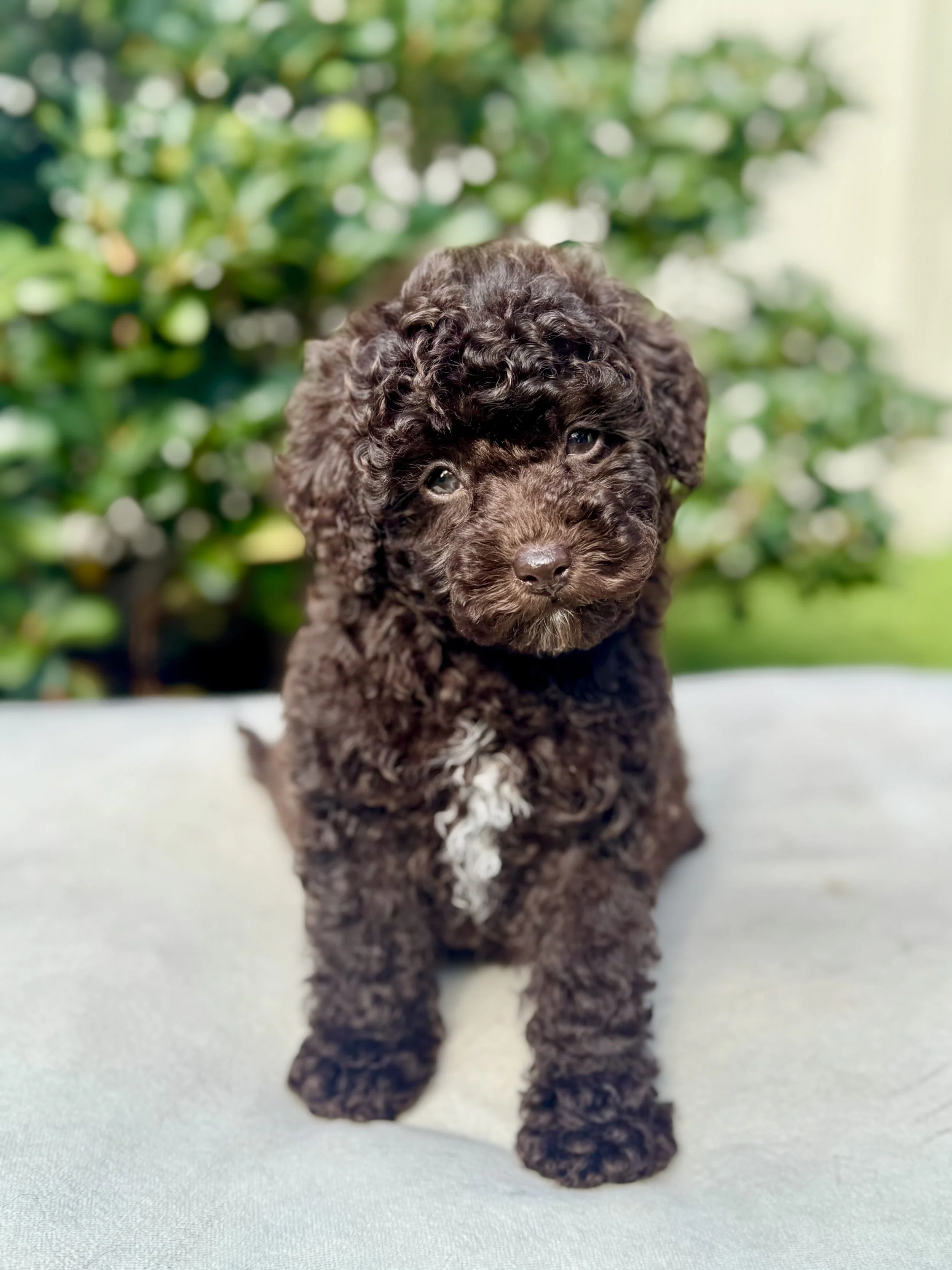 best breeder chocolate toy cavoodle in Sydney