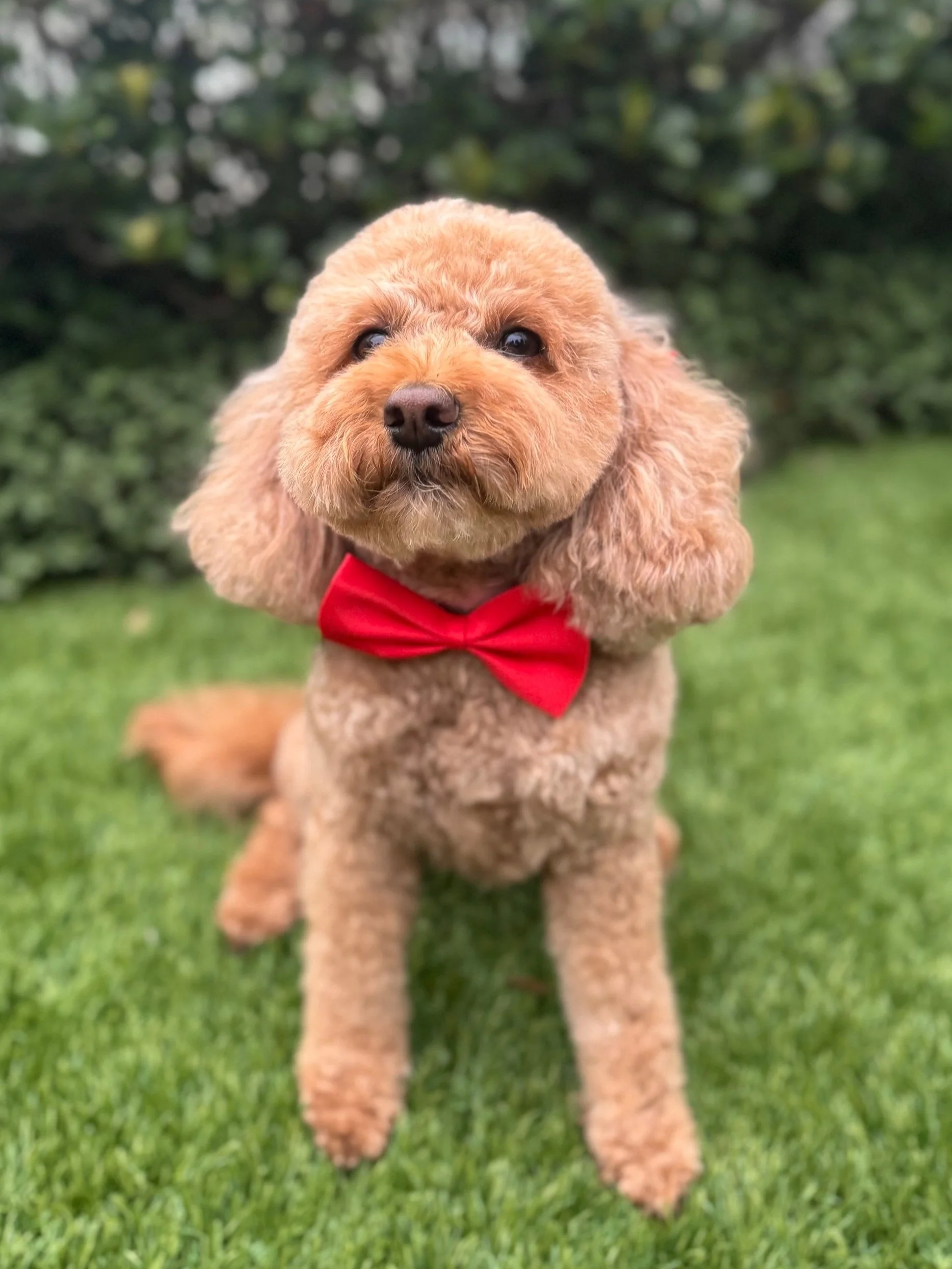 A cute brown poodle wearing a red bow tie sitting on green grass with a background of bushes.