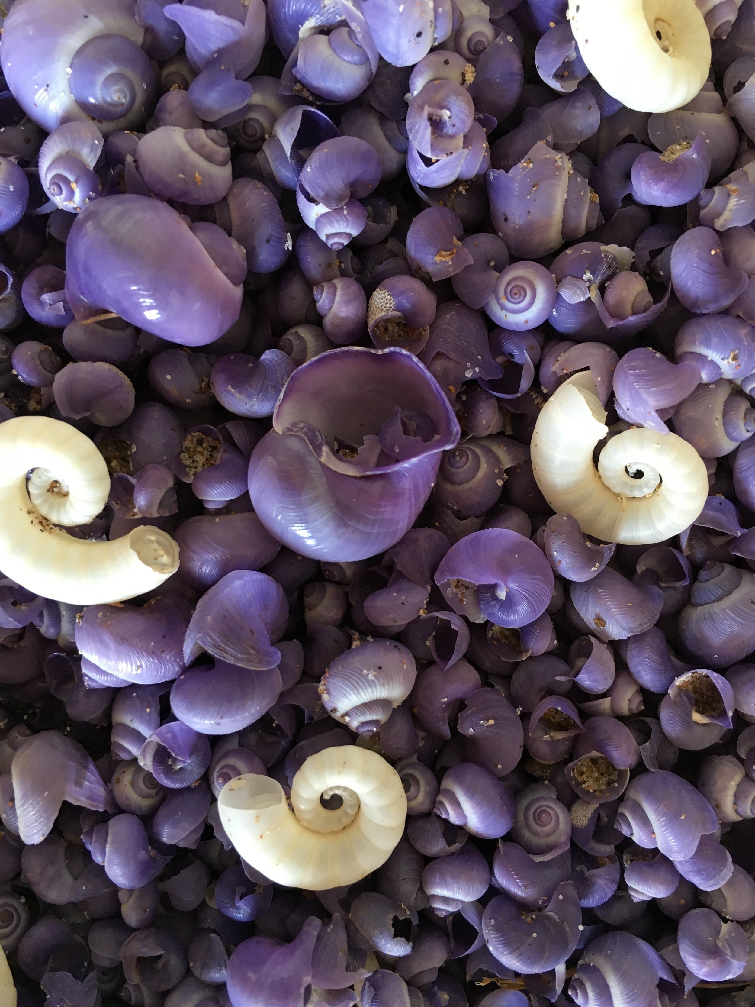 Shells Corormandel Peninsula - Harakeke Cottage NZ.jpg