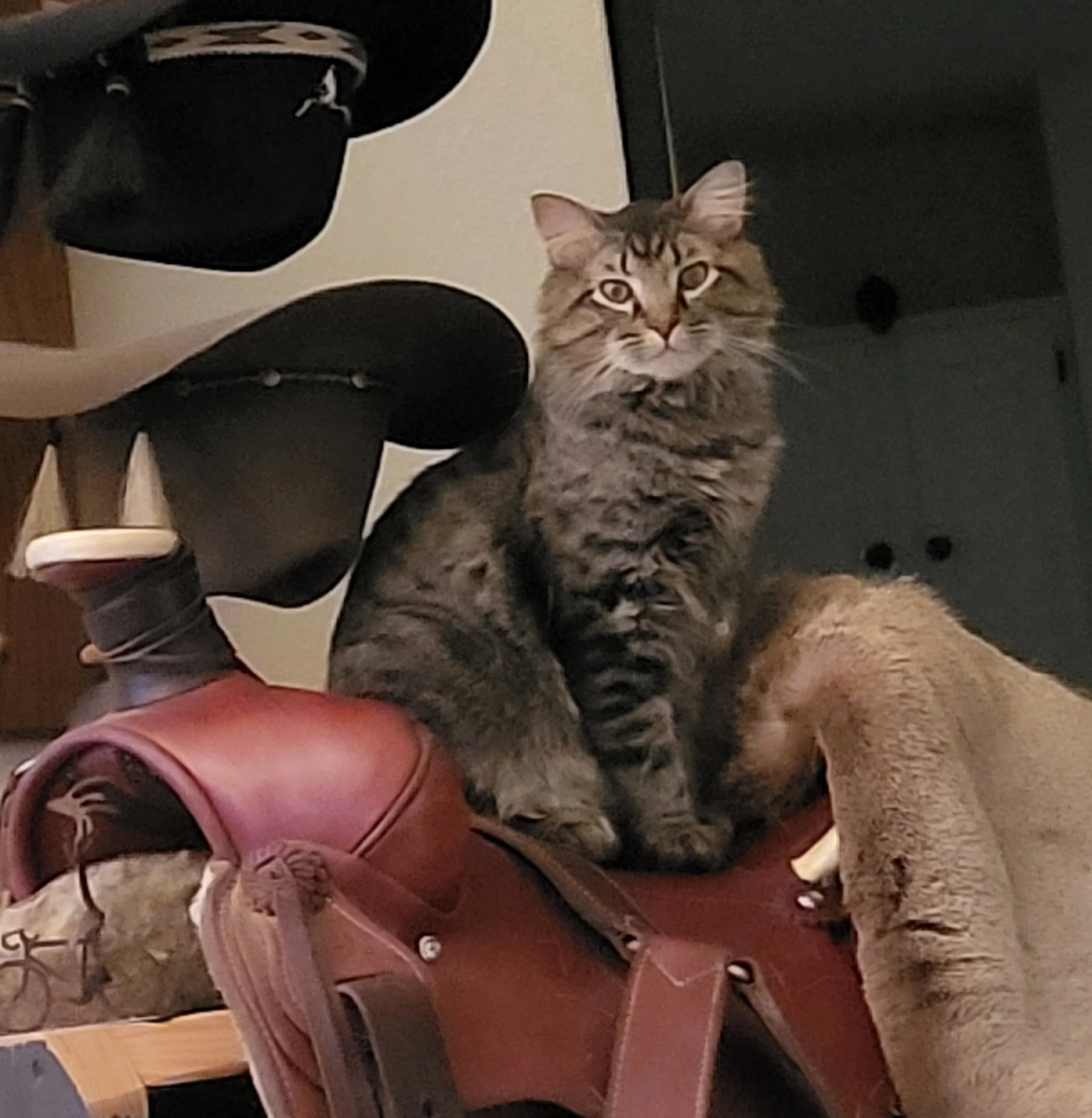 Ari on Saddle-phone.jpg