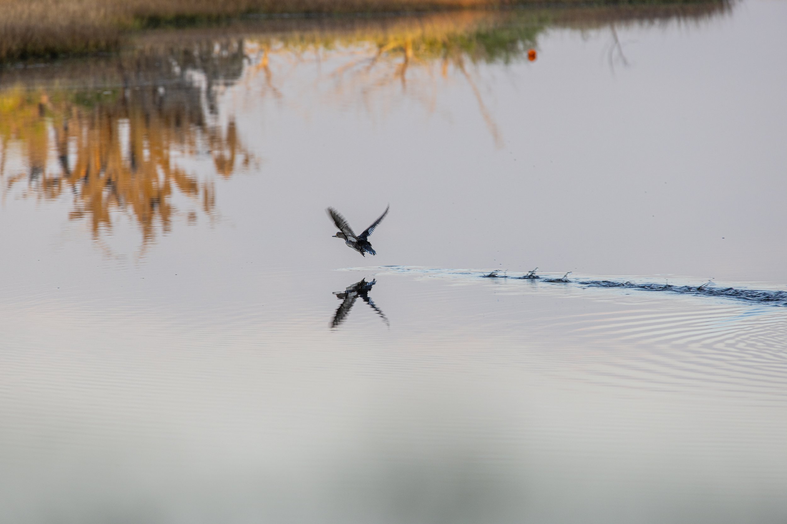 Waterfowl taking flight
