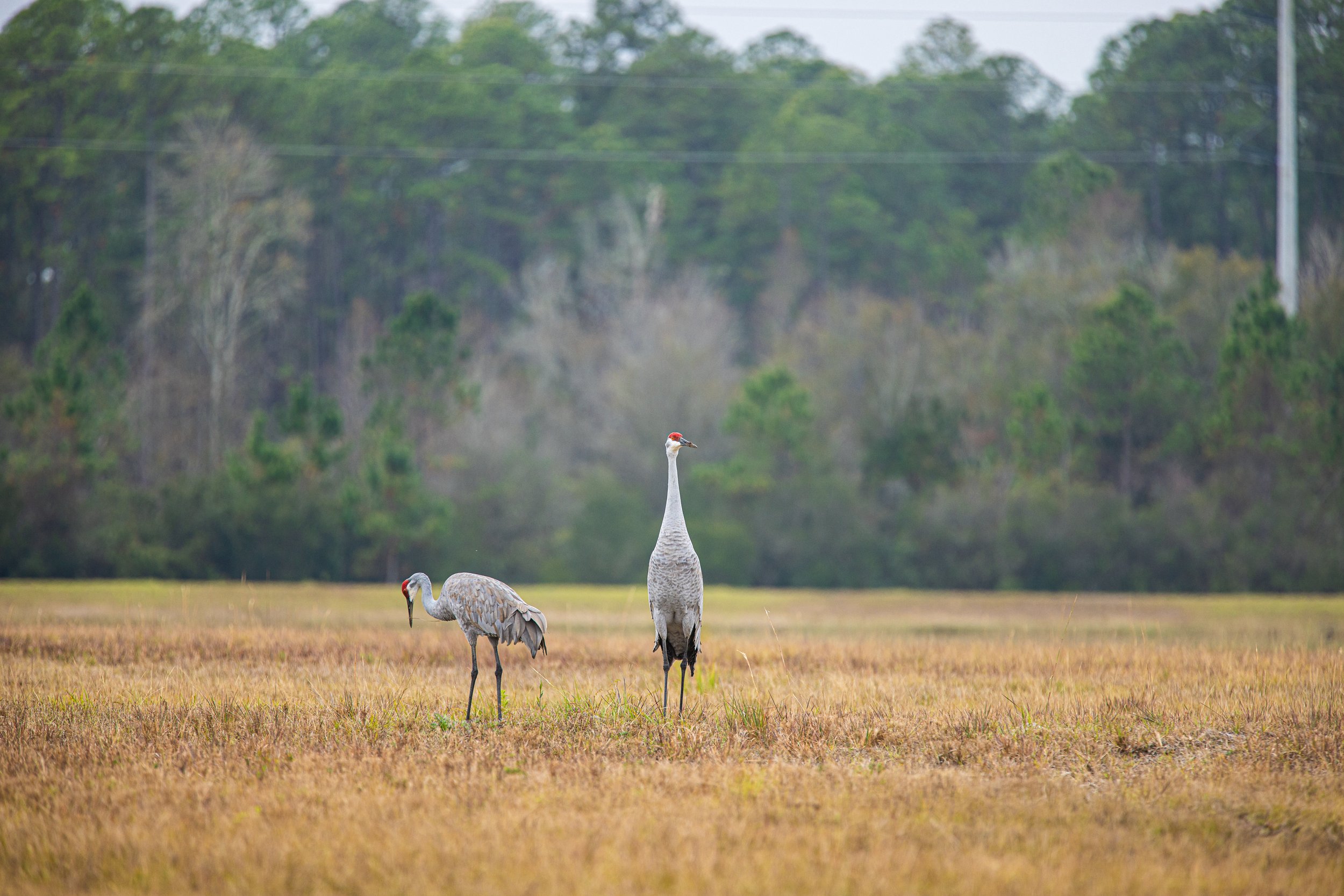 Sandhill Cranes