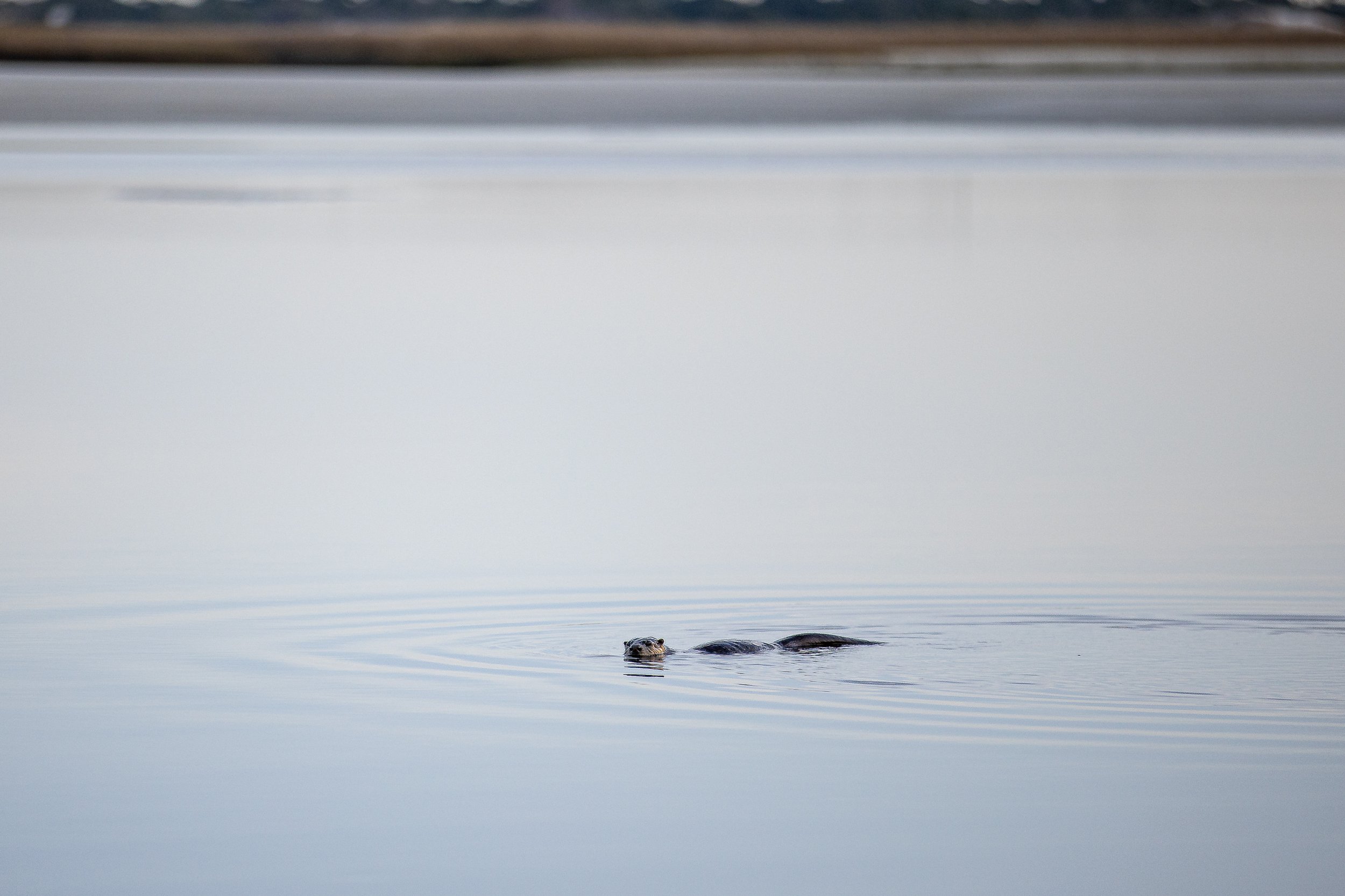 River Otter saying hello