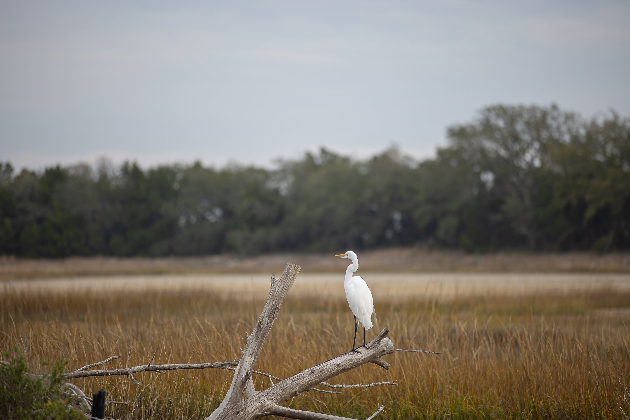 White Egret