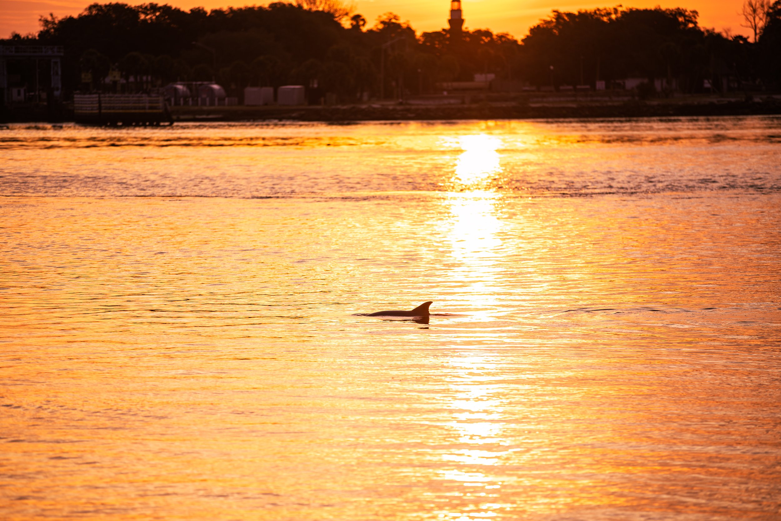 Dolphin emerges in the St. Johns River during sunrise hours