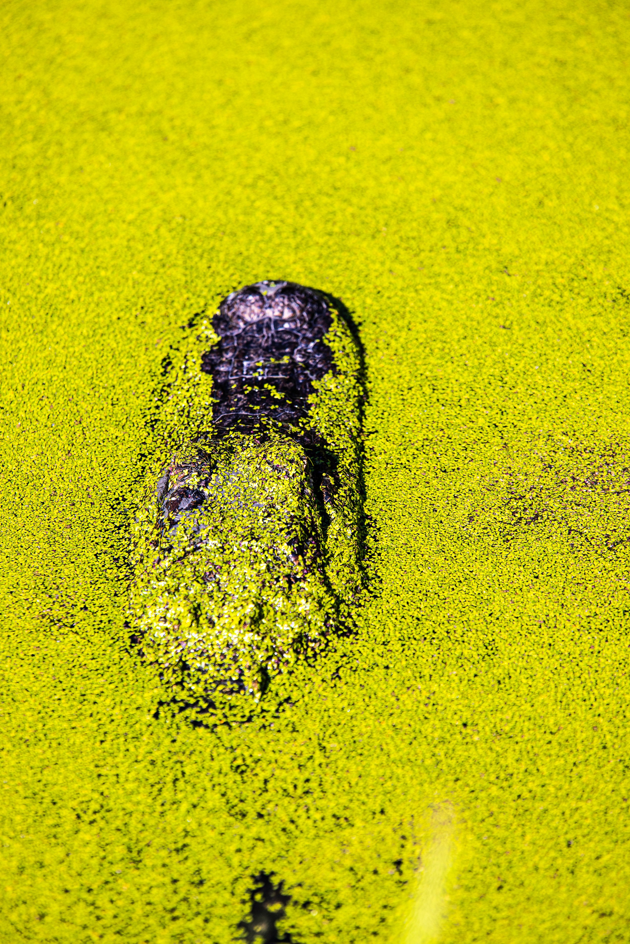 Gator of the swamp