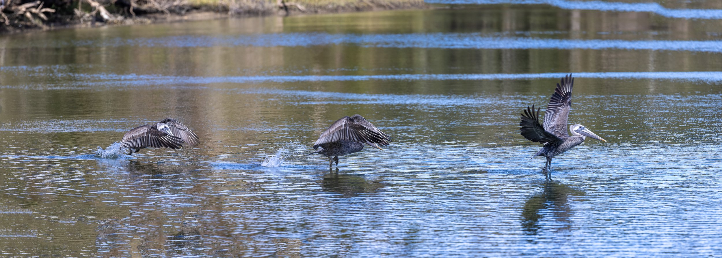 Pelican taking off