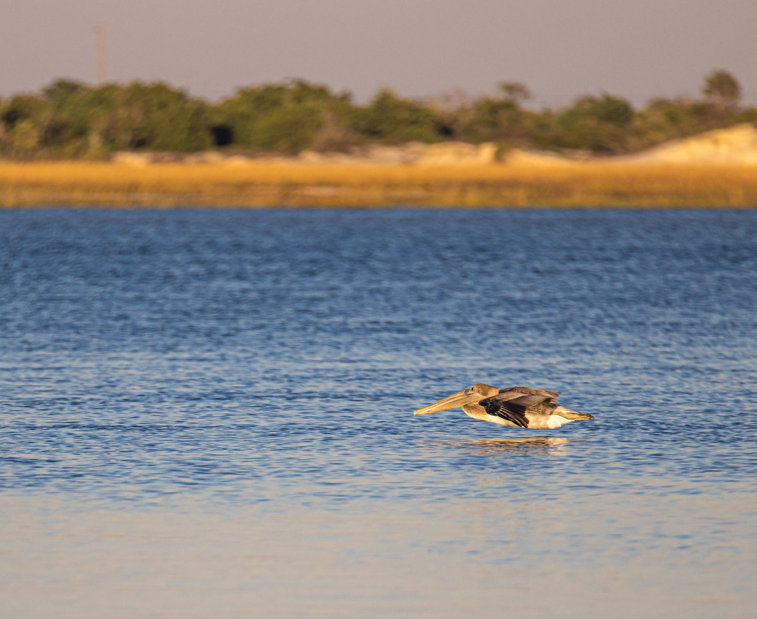 Pelican low level flying