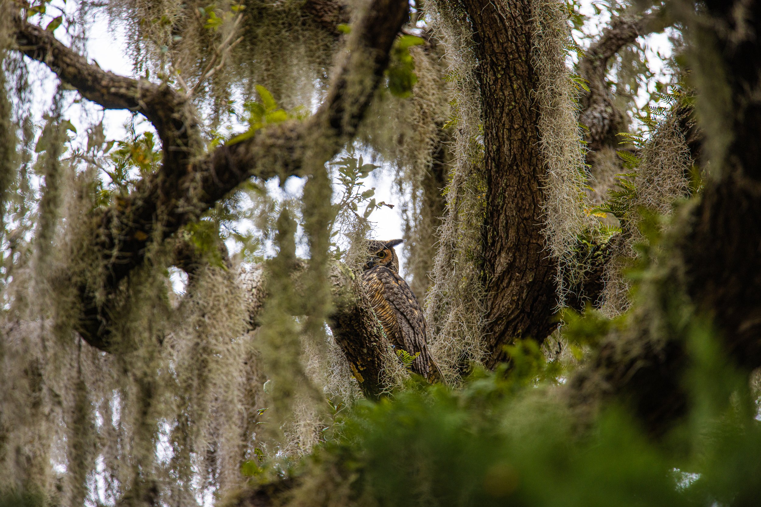 Great Horned Owl peeking out of it's perch
