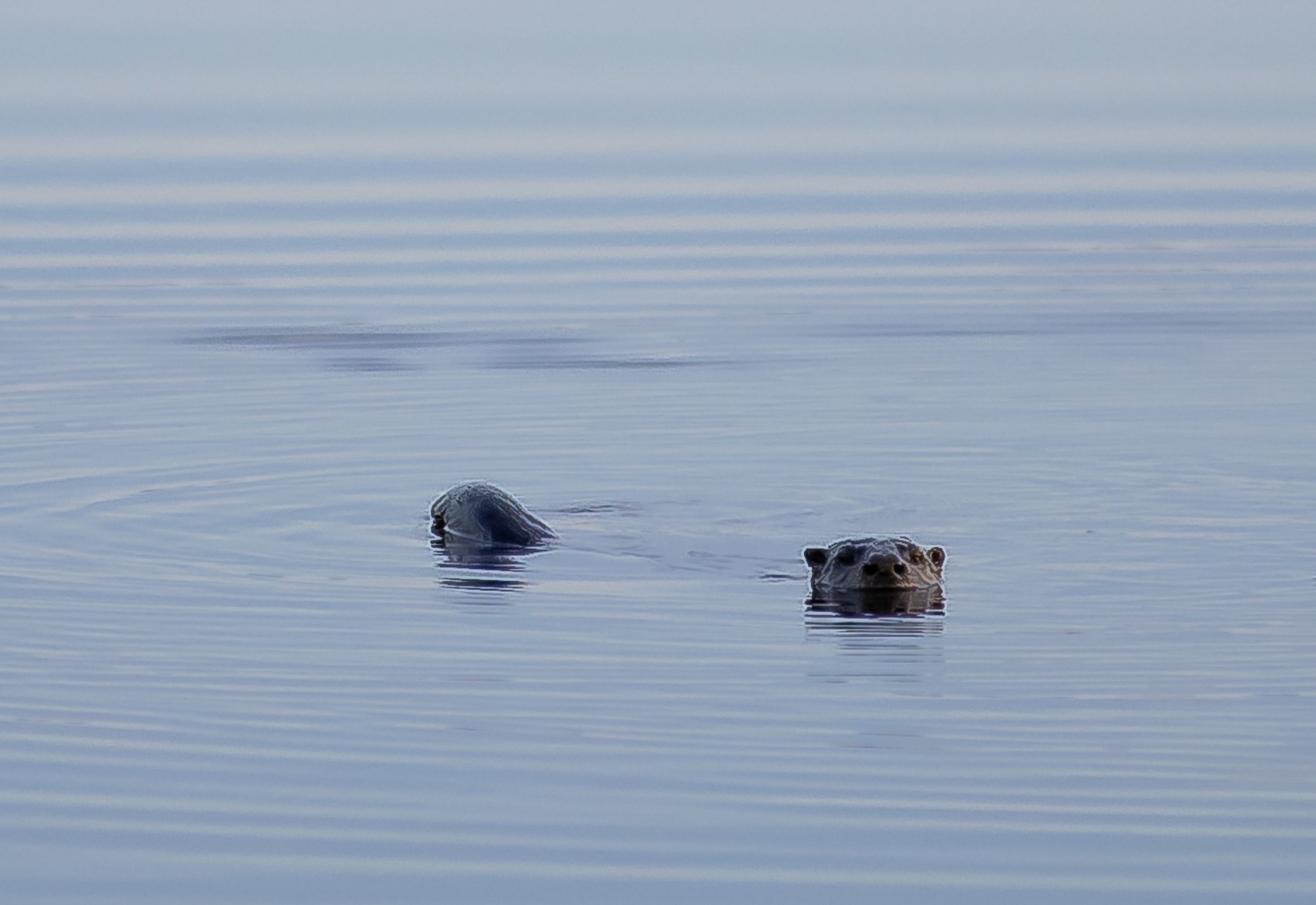 River Otter
