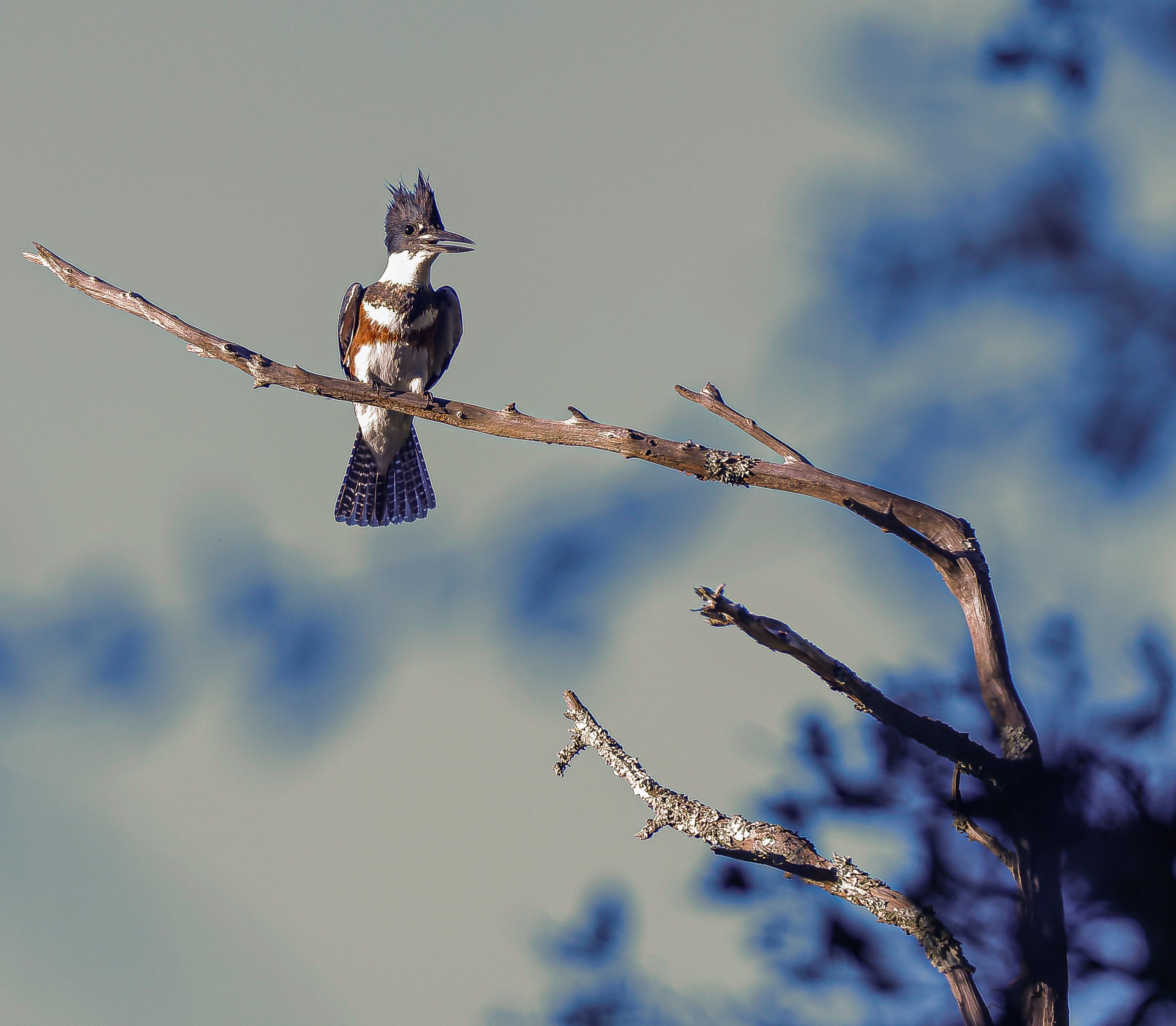 Belted Kingfisher perched on a tree