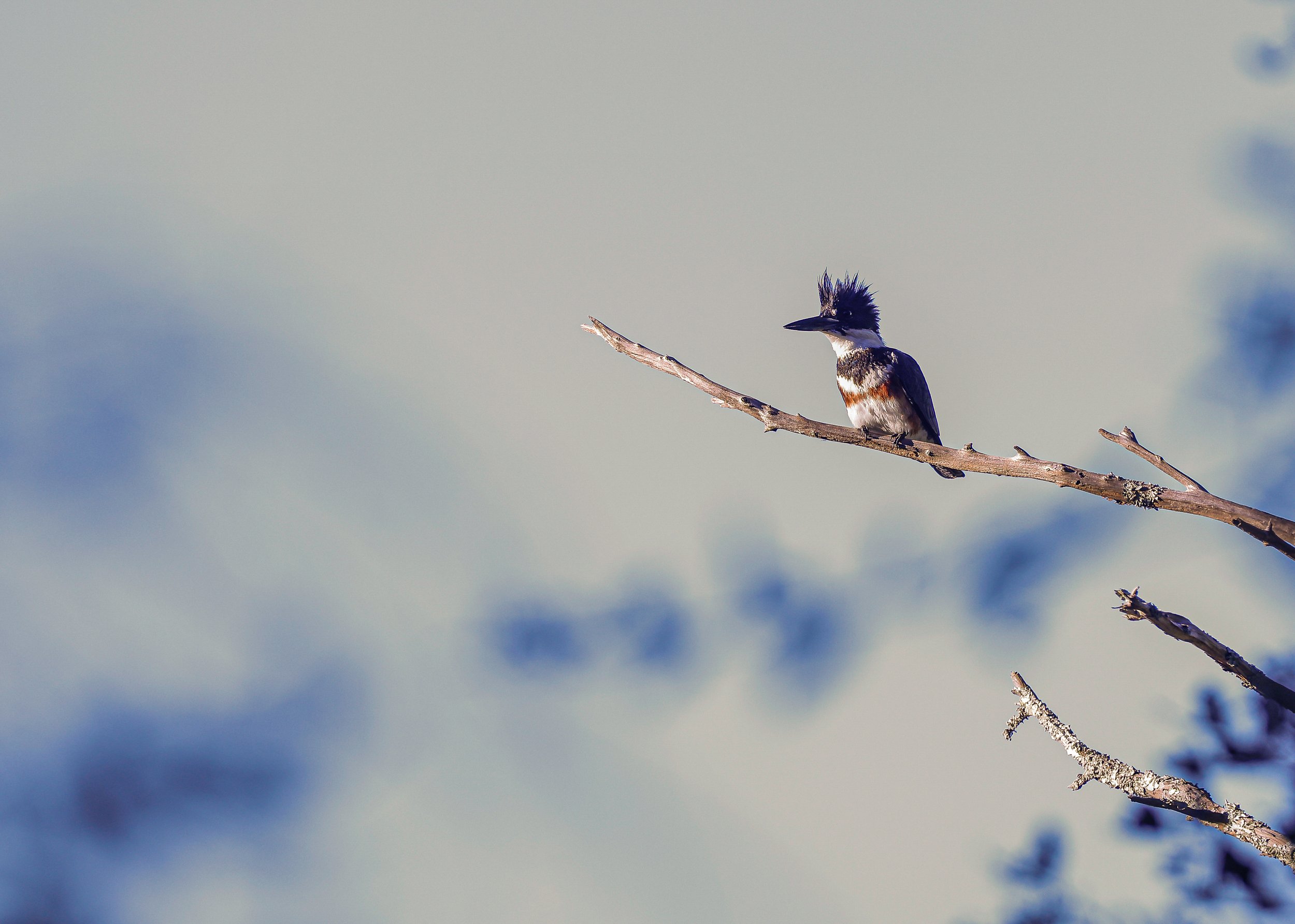 Belted Kingfisher
